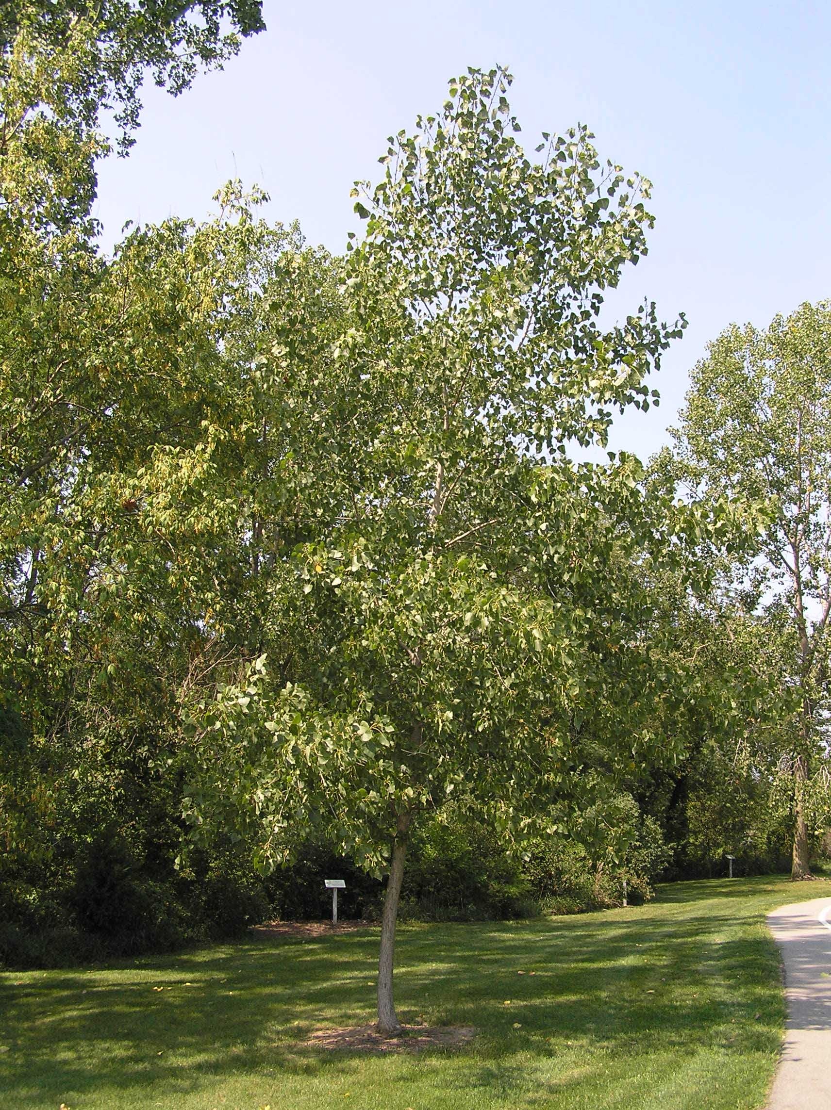 Eastern cottonwood, Purdue Fort Wayne, Tree facts, Plant biology, 1720x2290 HD Phone