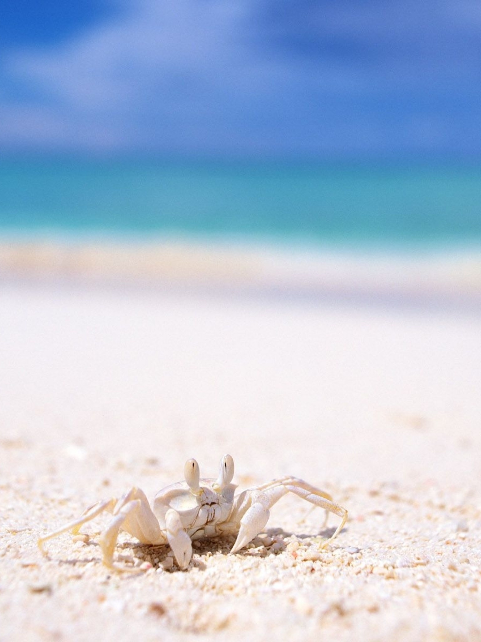 Ghost crab, Retina iPad wallpaper, High definition, Eerie ambience, 1540x2050 HD Phone