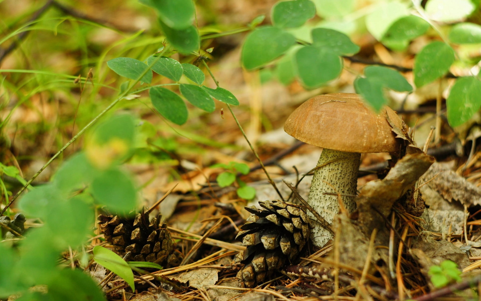 Brown mushroom, Grass backdrop, Macro photography, Serene atmosphere, 1920x1200 HD Desktop