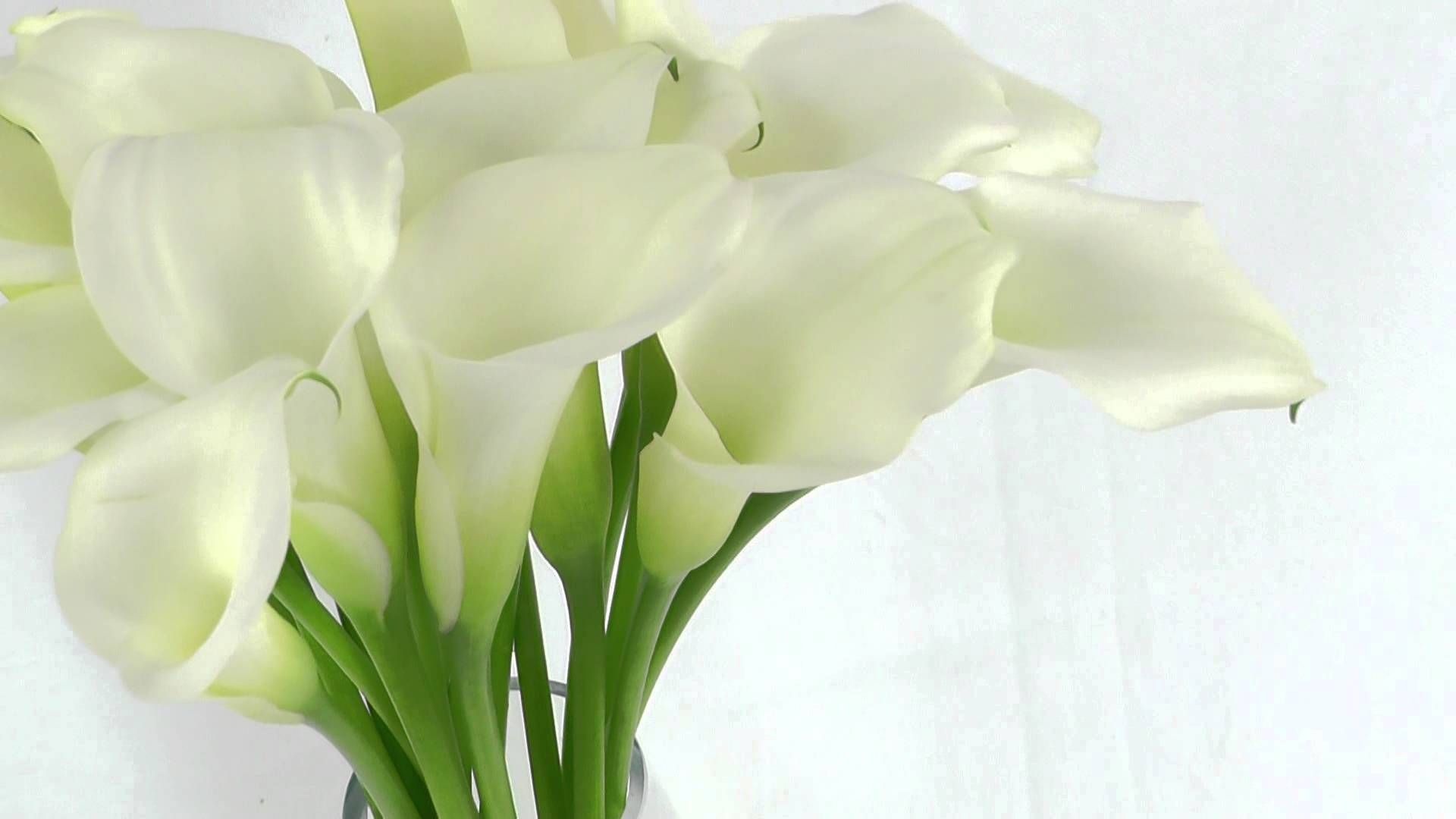 Calla Lily, Gorgeous wallpapers, Stunning floral, Botanical beauty, 1920x1080 Full HD Desktop