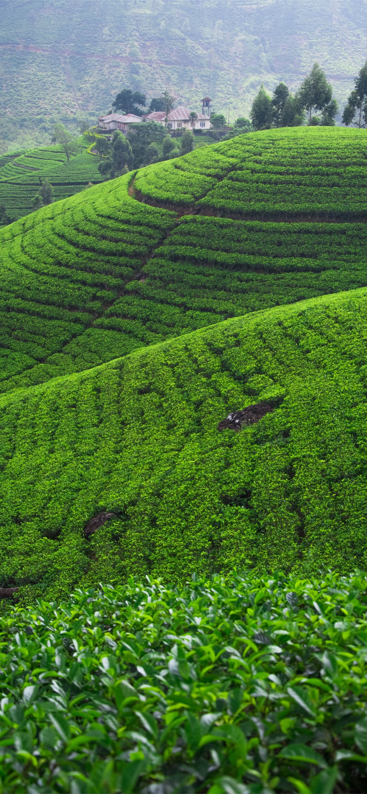 Photos Sri Lanka, Nuwara Eliya, Nature's beauty, Hill fields, 1290x2780 HD Phone