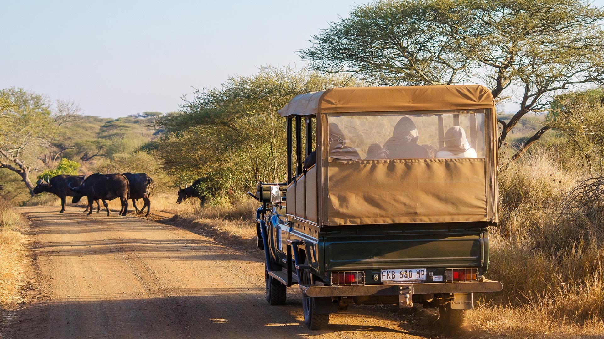 Bushscapes, Kruger game drive, Wildlife encounters, Safari excitement, 1920x1080 Full HD Desktop