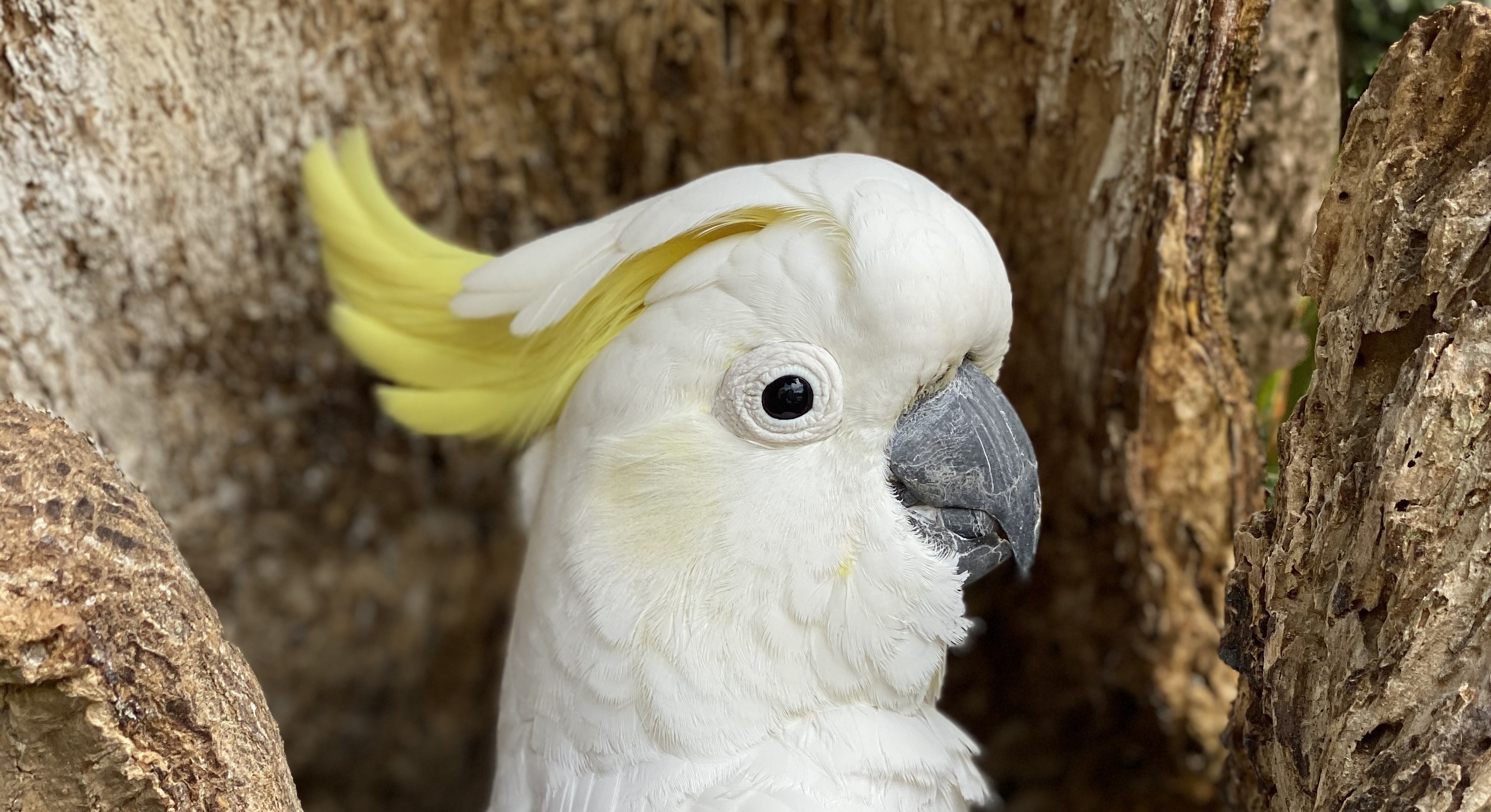 Cockatoo, Animals, Sulphur Crested, Auckland Zoo, 3030x1650 HD Desktop