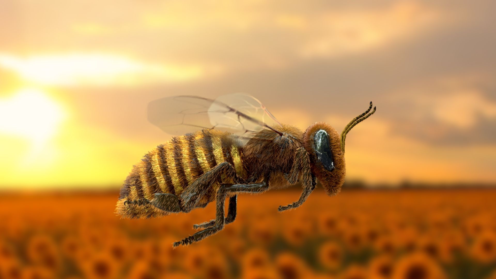 Flying honey bee, Bee happiness, Nature's creatures, Animal inspiration, 1920x1080 Full HD Desktop