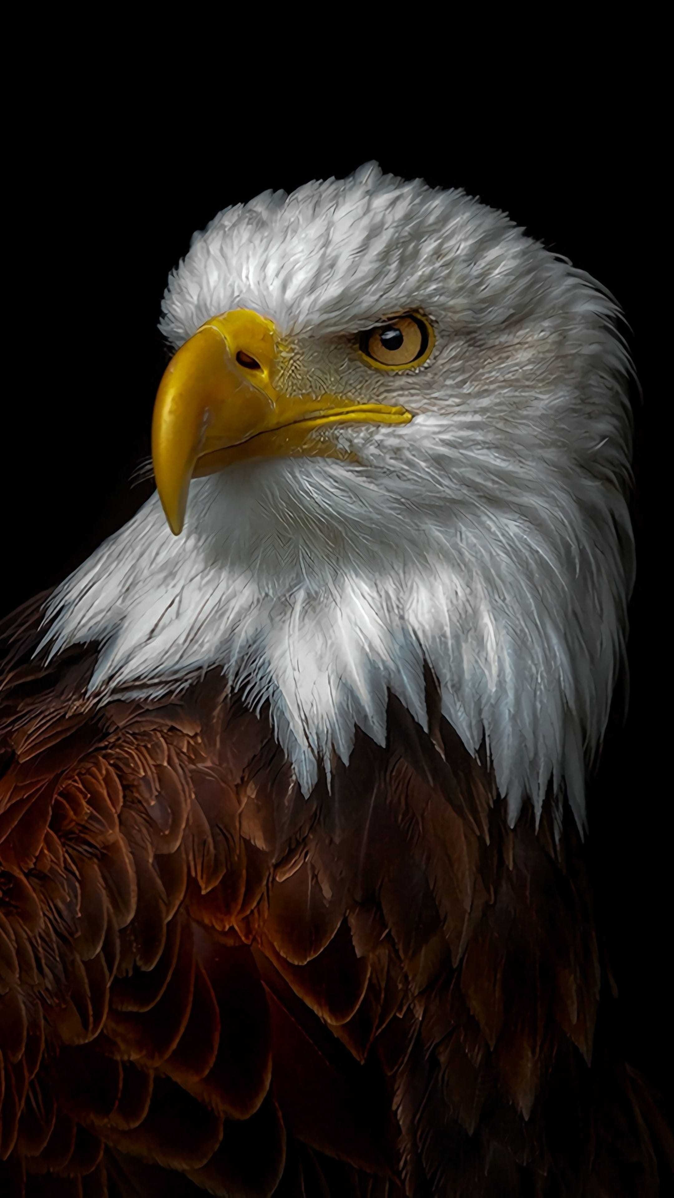 Regal eagle, Stunning wallpapers, 2160x3840 4K Phone