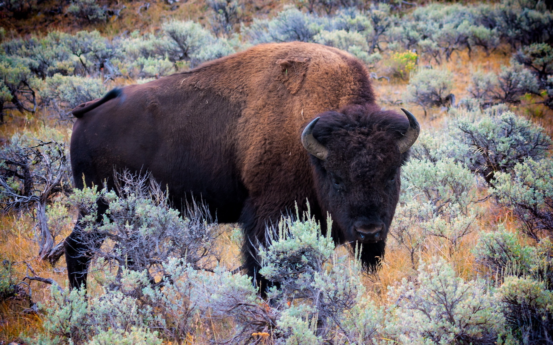 Bulls and bison marvel, Wildlife wallpaper inspiration, HD backgrounds, Desktop and mobile, 1920x1200 HD Desktop