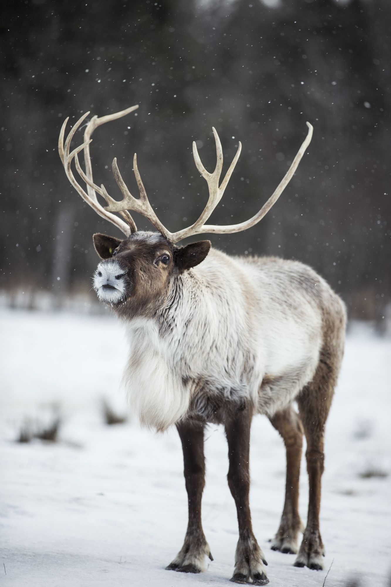 Caribou ideas, Caribou hunting, Wildlife encounters, Nature's wonders, 1340x2000 HD Phone