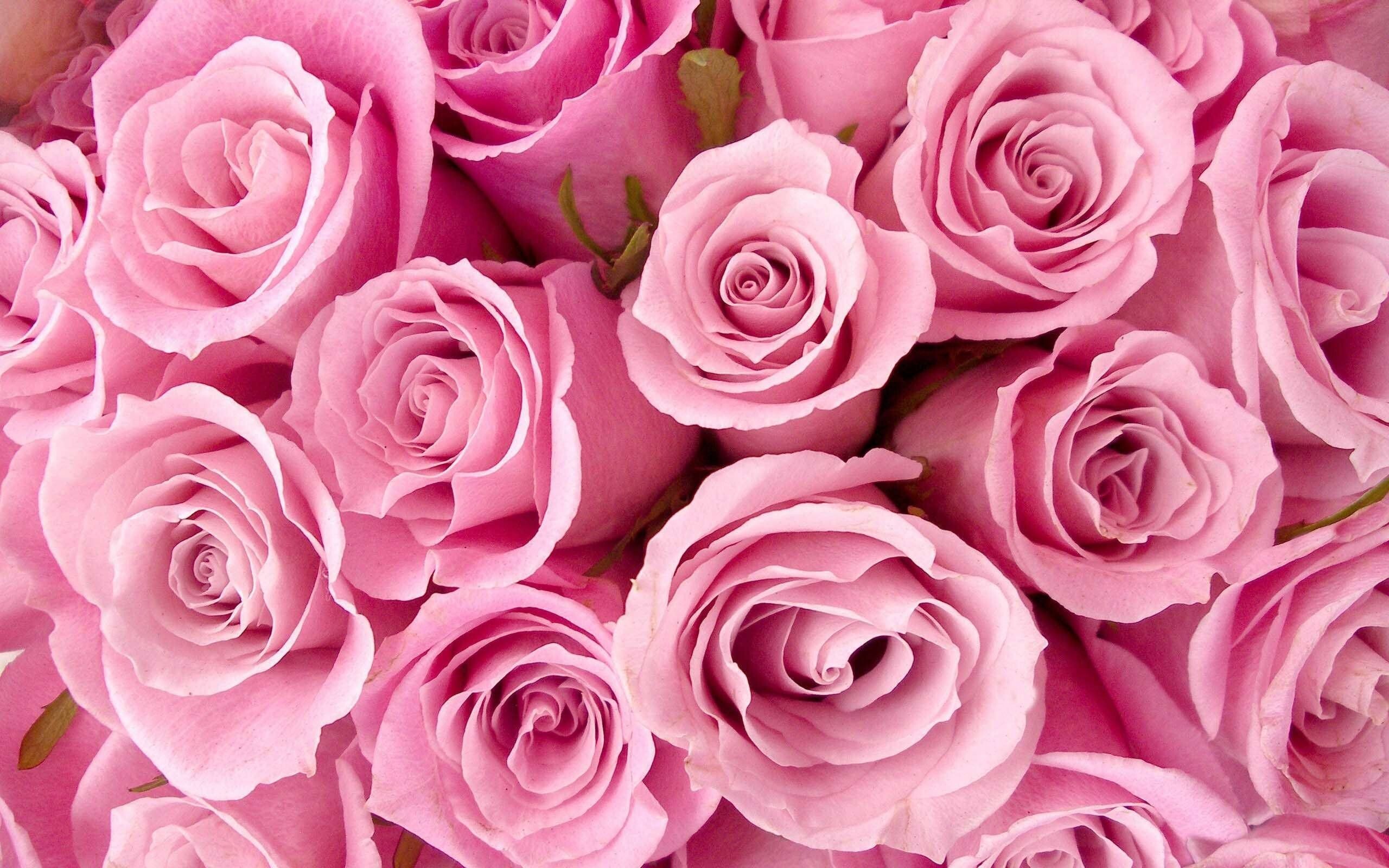 Roses, Girly Wallpaper, 2560x1600 HD Desktop