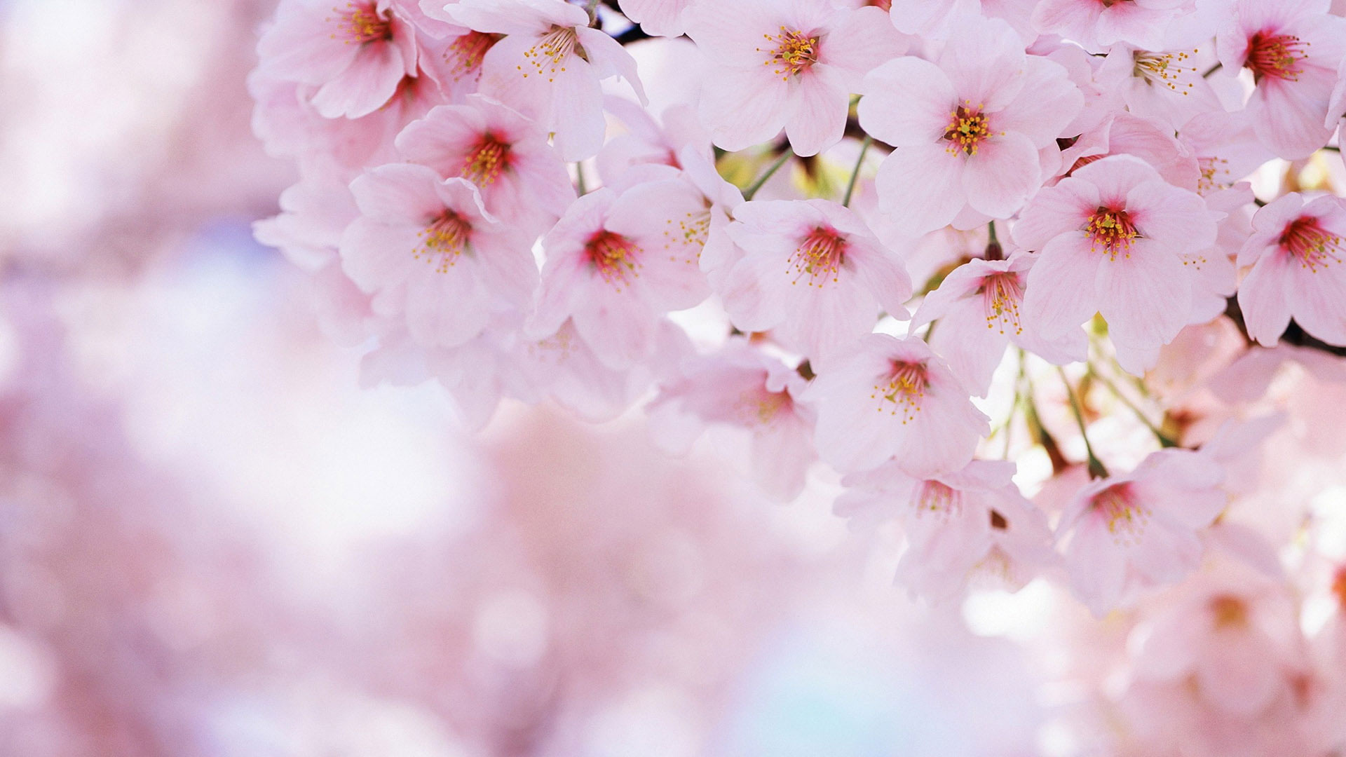 pink sakura blossoms, cherry blossom clusters, yellow flower stamens, Full HD Desktop wallpaper