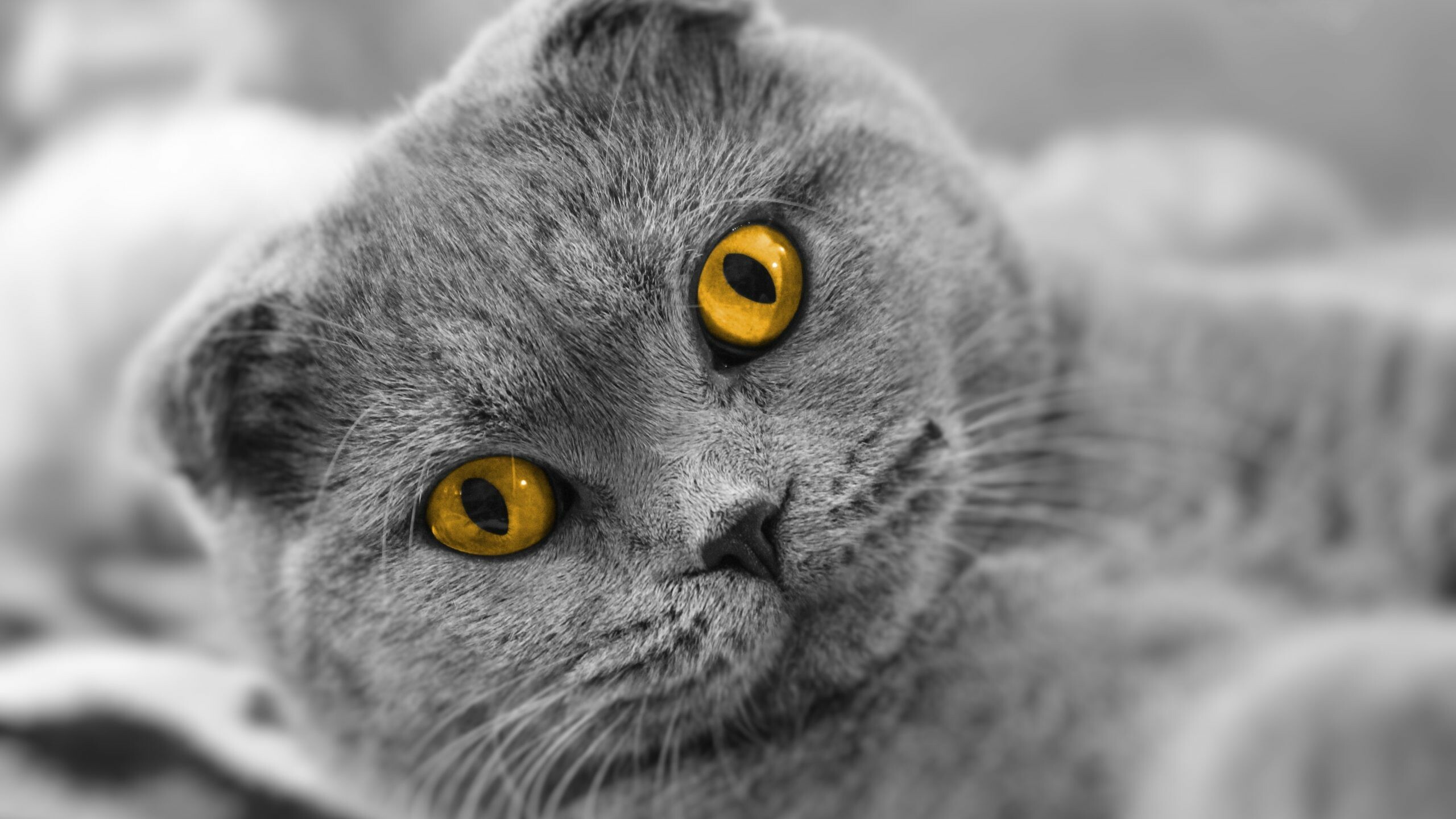 Scottish Fold, Adorable charm, Soft and fuzzy, Irresistible cuteness, 2560x1440 HD Desktop