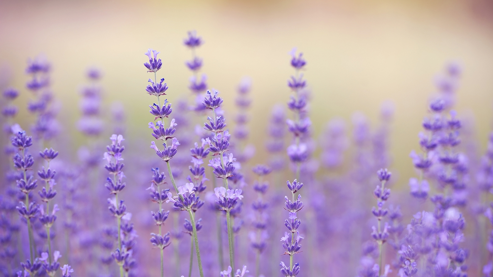 Lavender at San Diego Zoo, Animals & plants, Botanical beauty, Nature's wildlife, 1920x1080 Full HD Desktop
