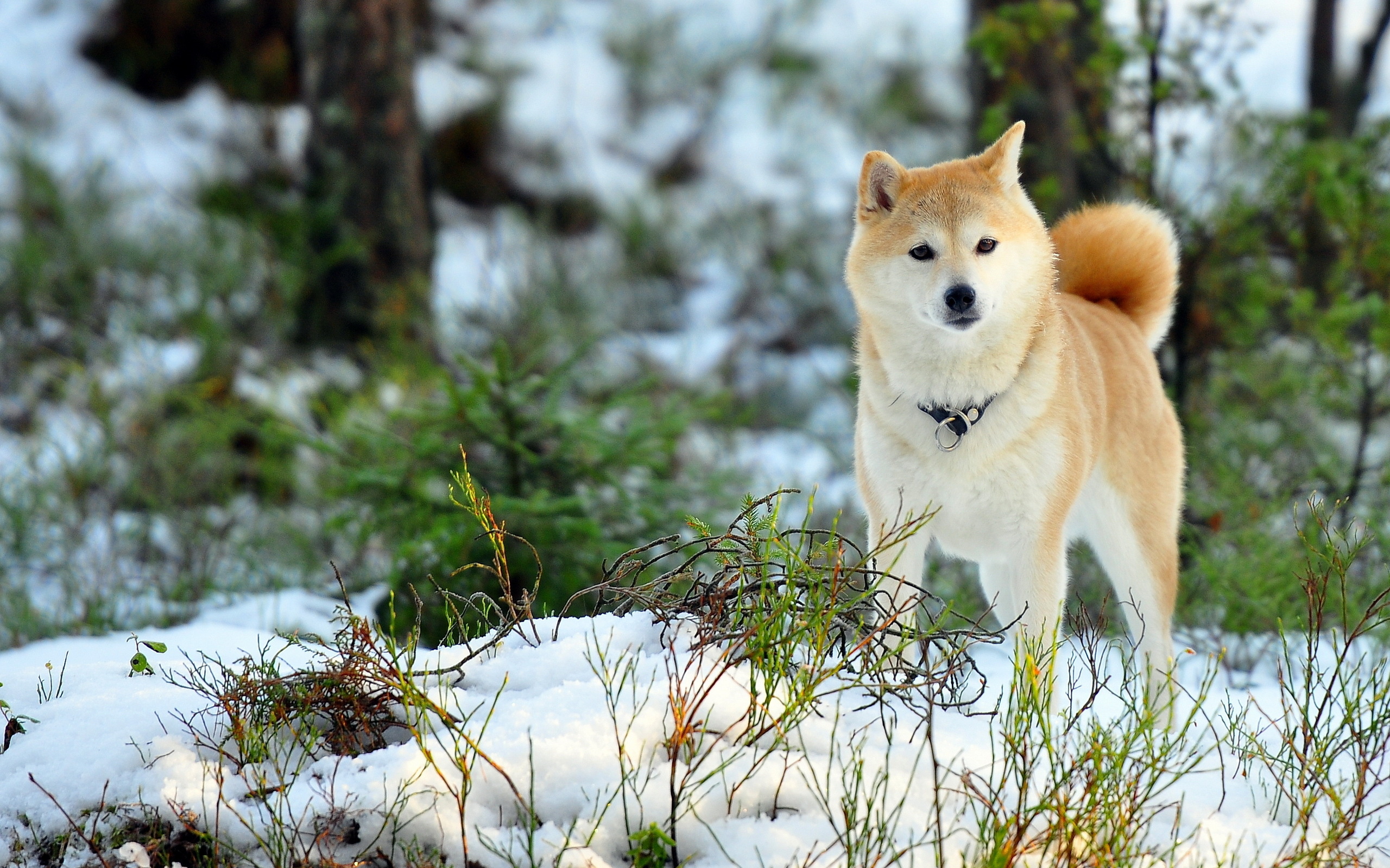 Akita wallpapers, Beautiful canines, Desktop enhancements, High-quality images, 2560x1600 HD Desktop