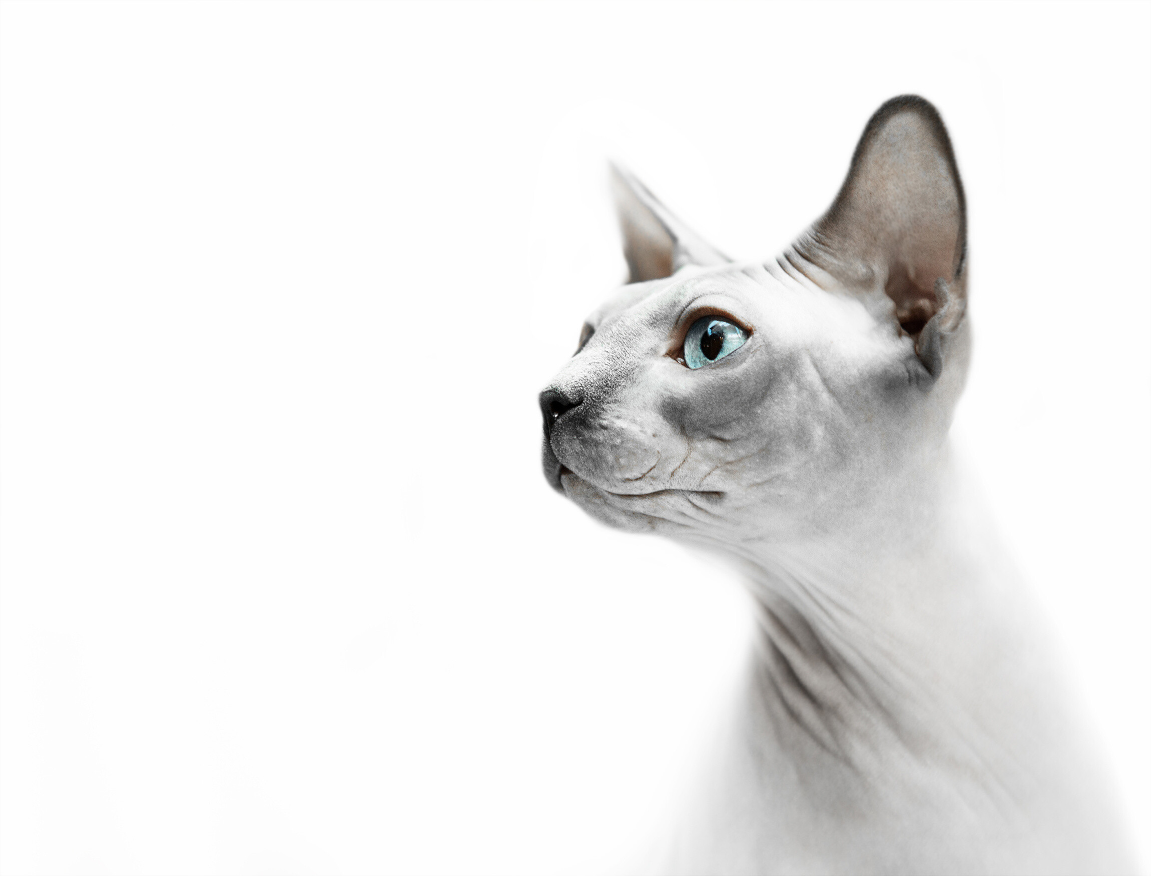 Sphynx Cat, HD wallpaper, Fascinating feline, Intriguing visual, 2300x1760 HD Desktop