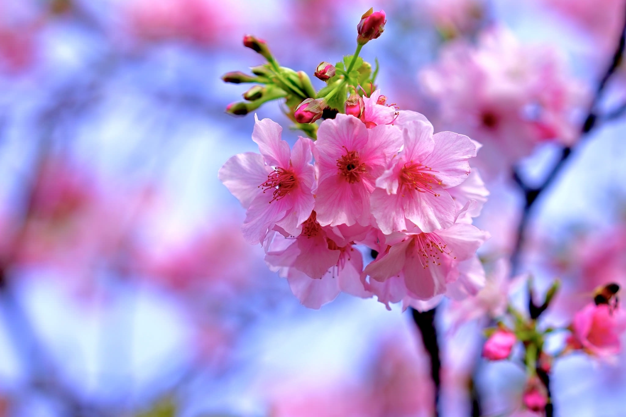 Pink sakura blossoms, Cherry blossom buds, Soft blue sky bokeh, HD Desktop wallpaper