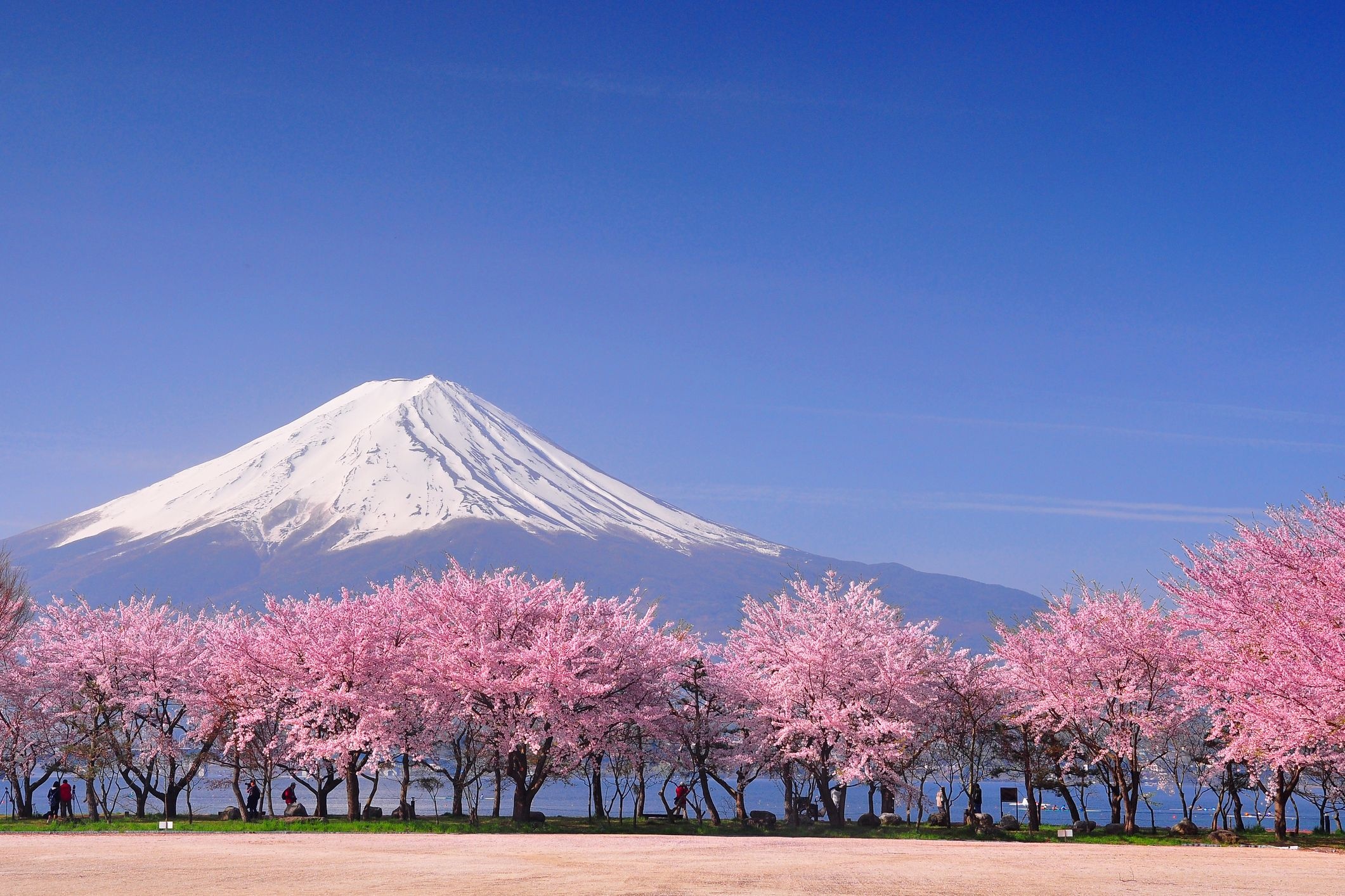 Mount Fuji, Blooming sakura trees, Snow-capped mountain peak, HD Desktop wallpaper