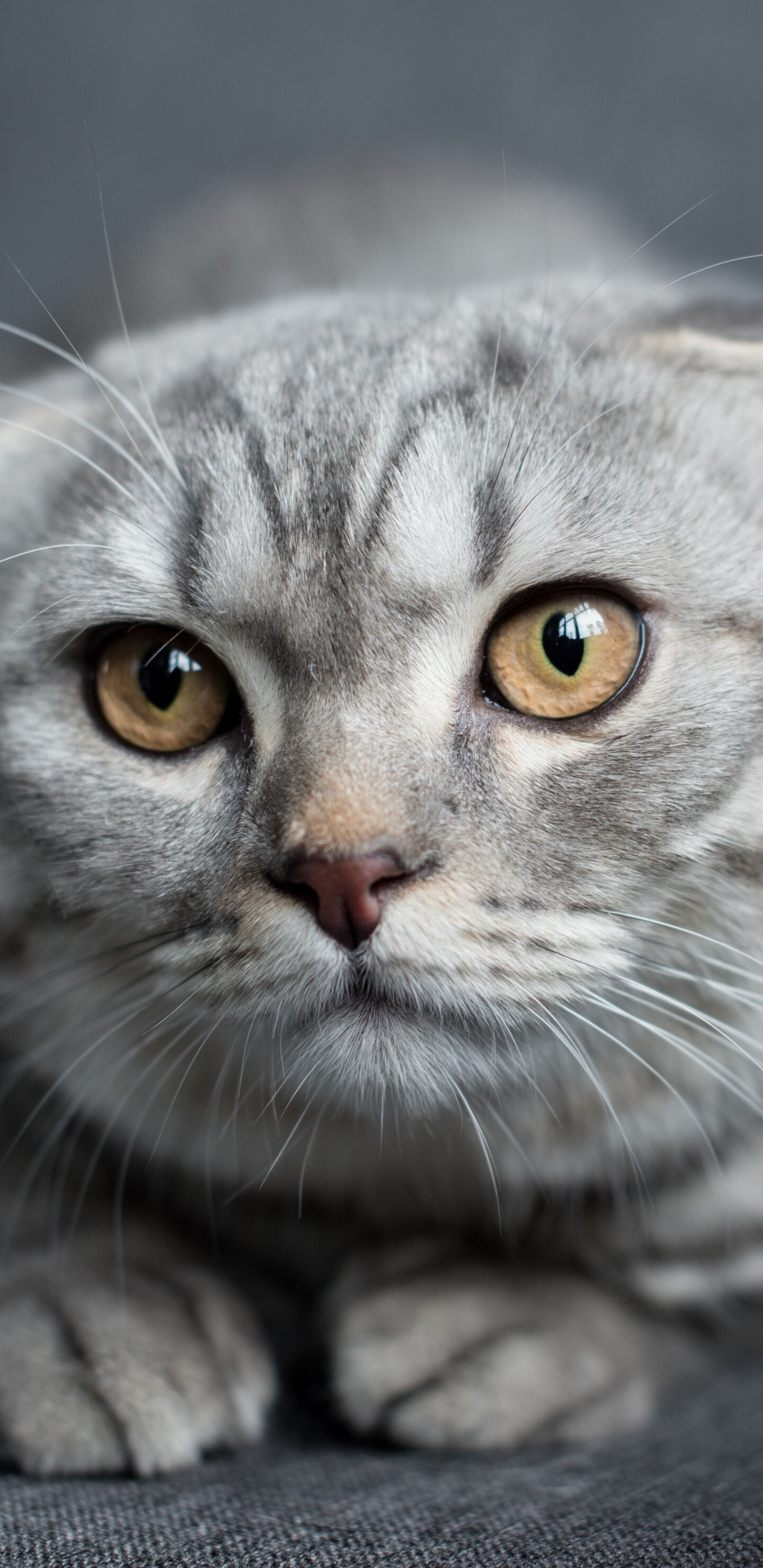 Close-up, Scottish Folds Wallpaper, 1440x2960 HD Phone