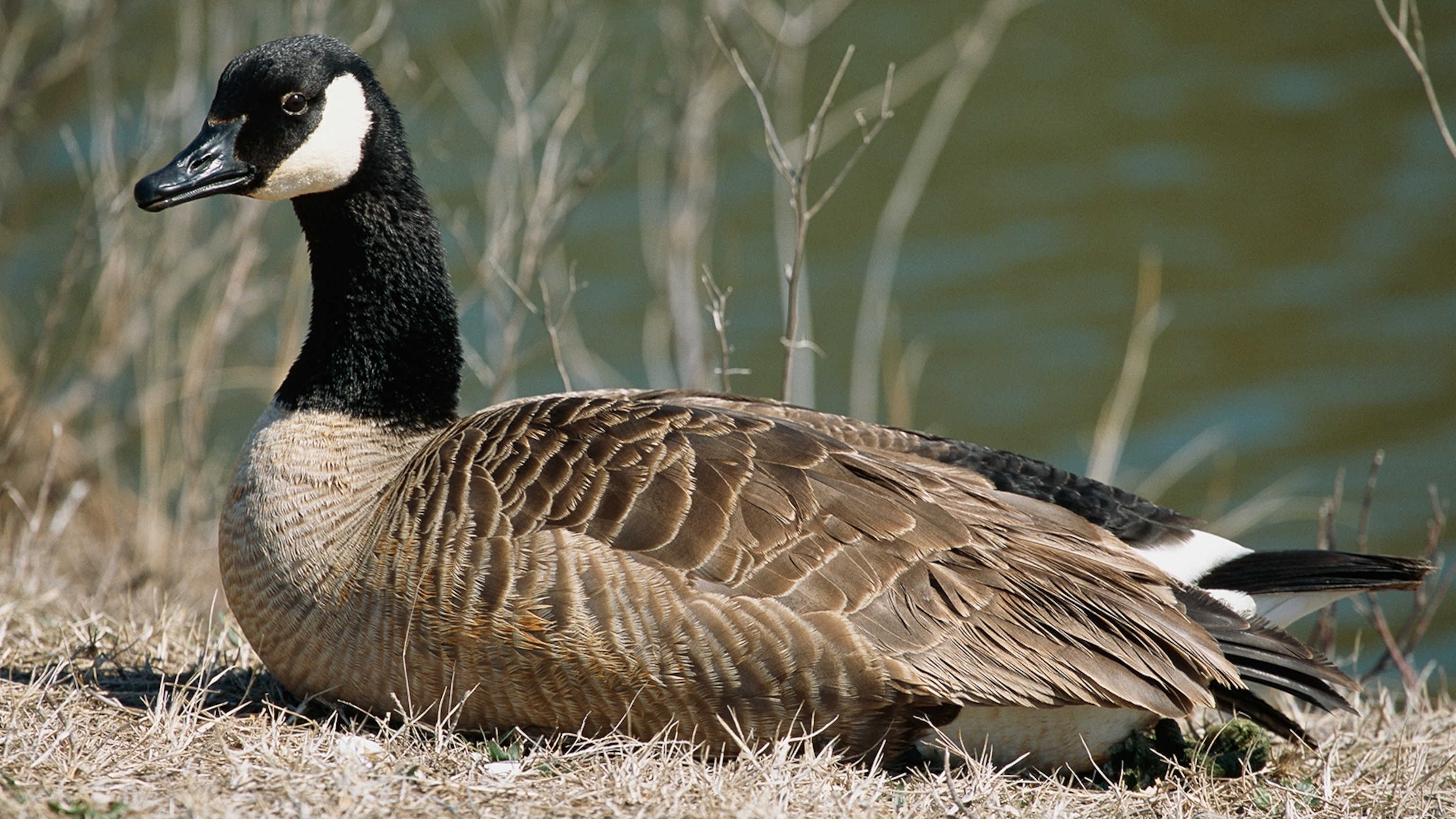 Canada goose, Animal name, Daily offers, Nature's marvels, 3080x1730 HD Desktop