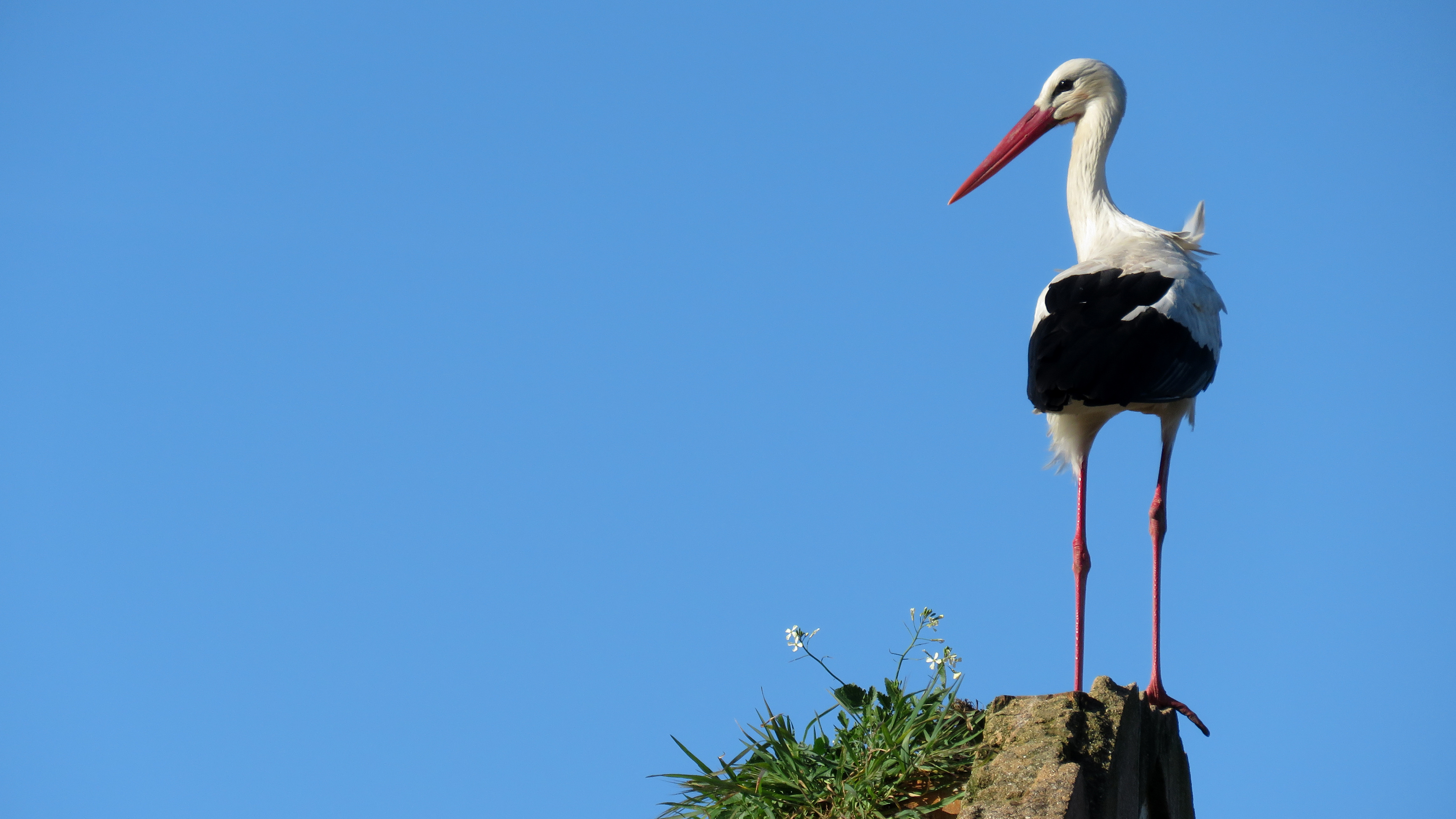 Stork, Captivating wallpapers, Exquisite beauty, Nature's marvel, 3560x2000 HD Desktop