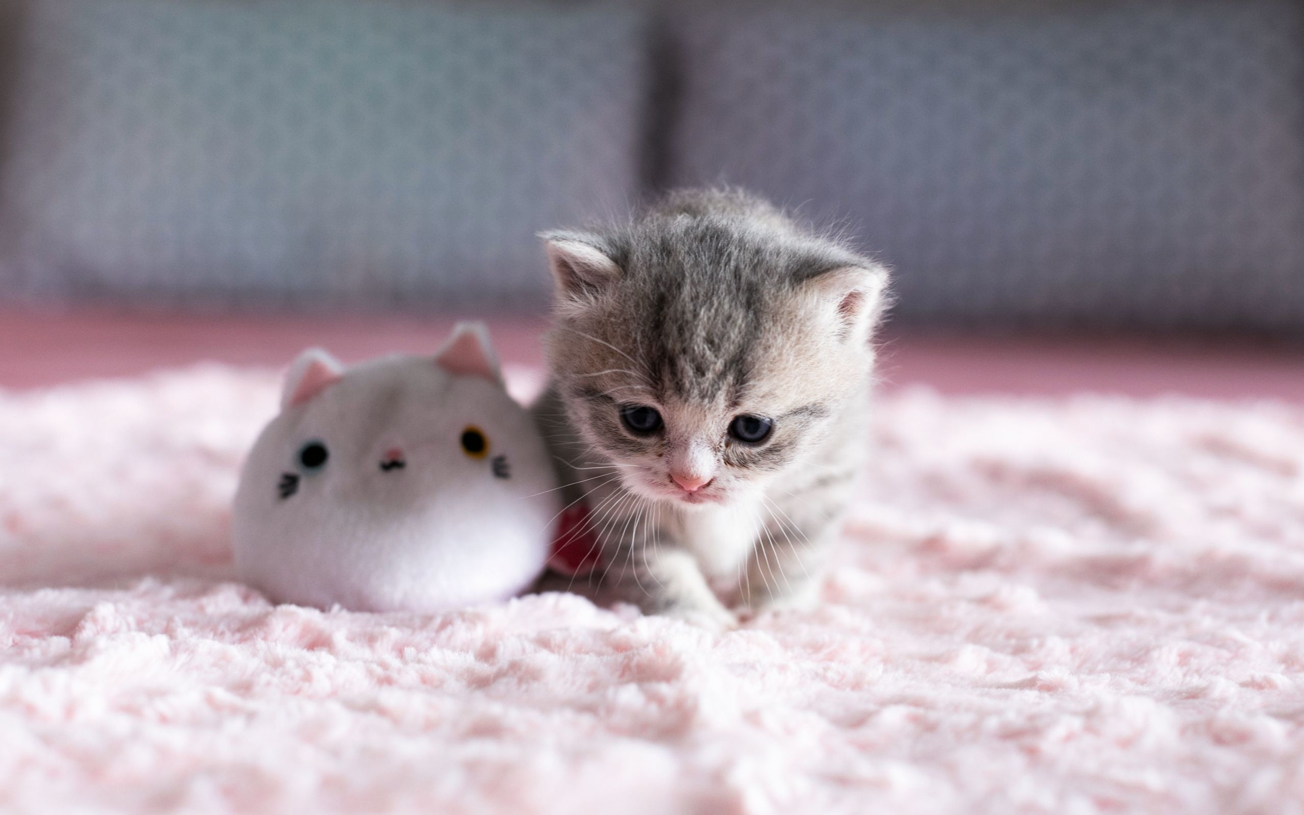 grey tabby kitten, white cat plush toy, pink fleece blanket, HD Desktop wallpaper