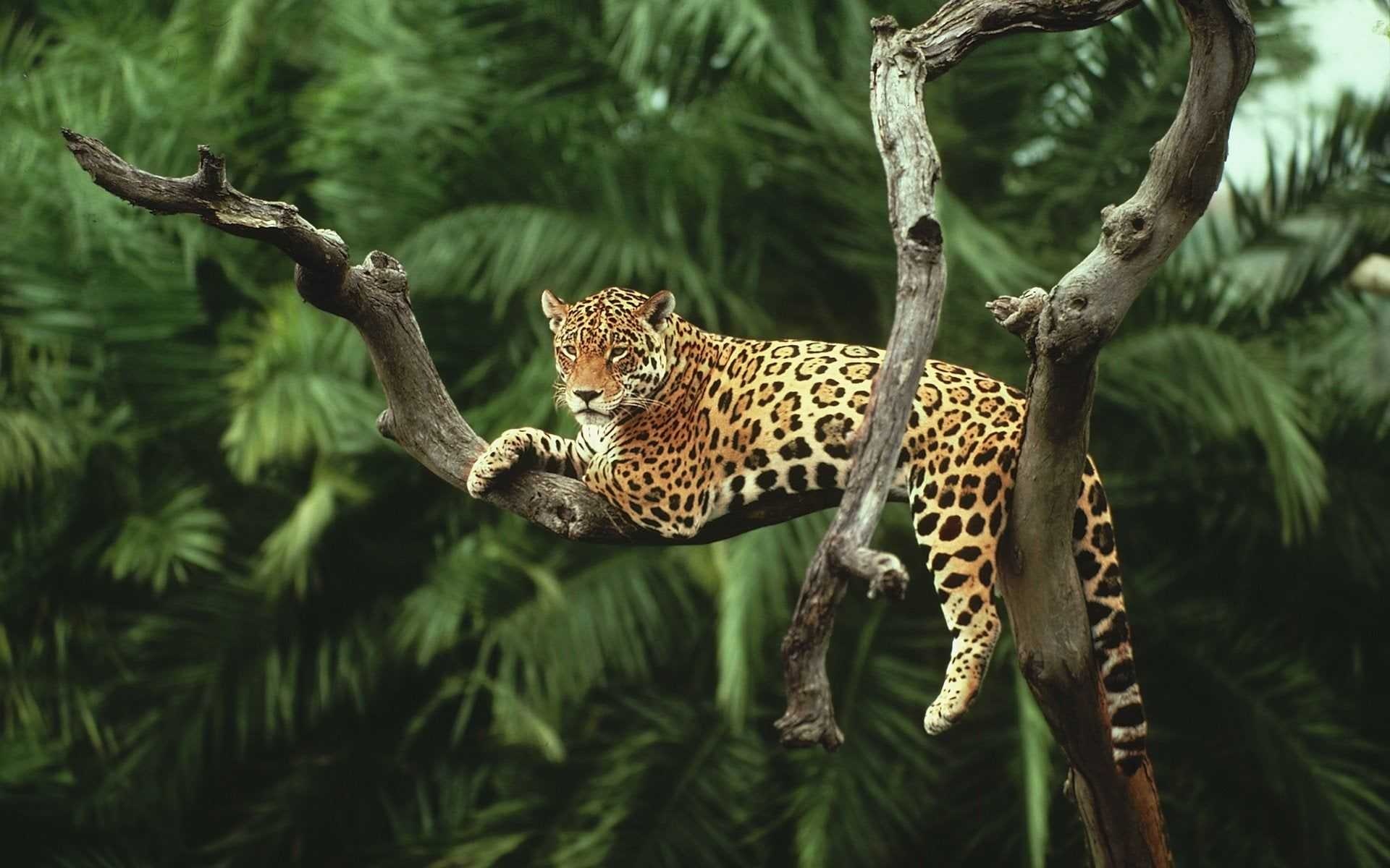 Leopard, Leopard wallpaper, ER, 1920x1200 HD Desktop