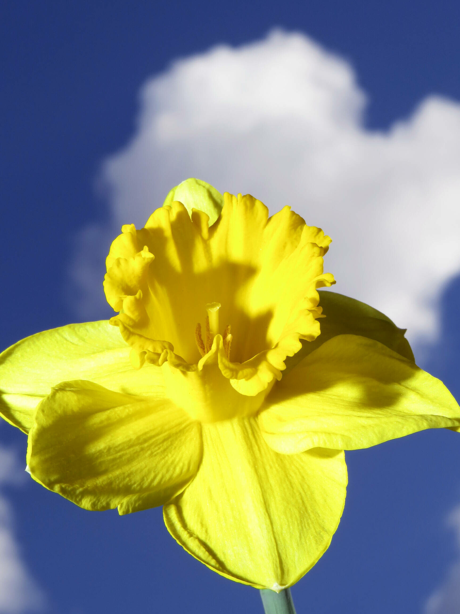 Daffodil flowers, Bouquet of daffodils, Narcissus images, Free pics, 1920x2560 HD Phone