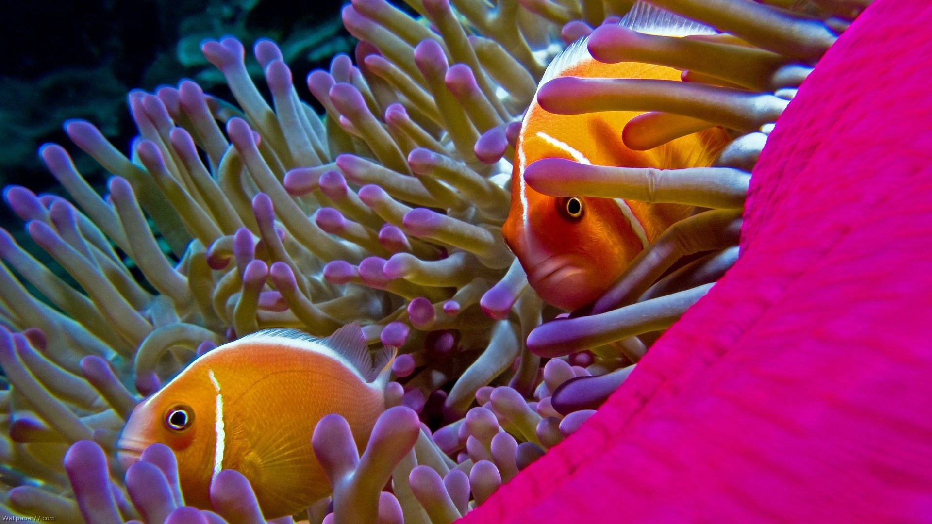 Pink skunk clownfish, Purple-tipped anemone tentacles, Magenta anemone column, Full HD Desktop wallpaper