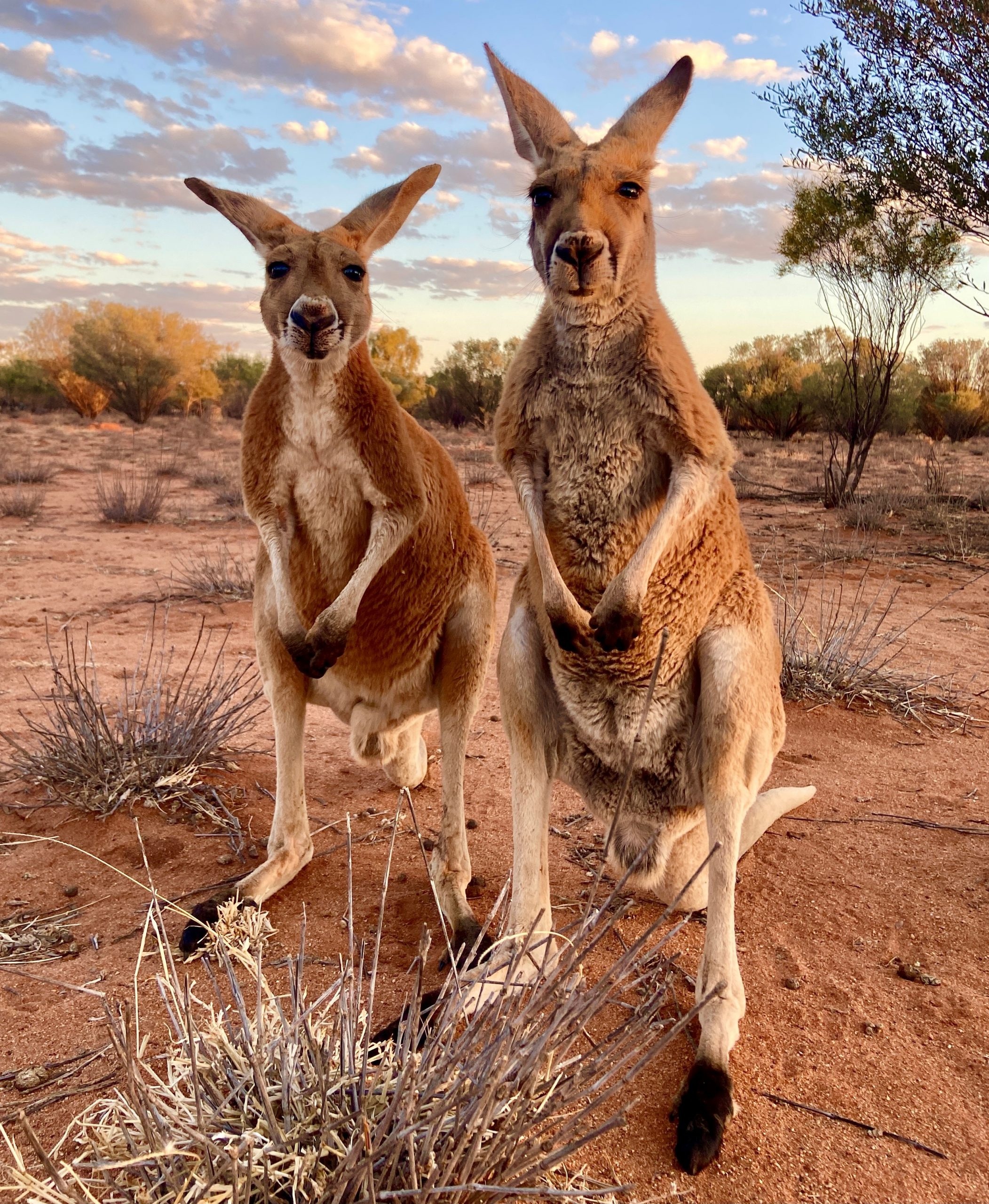 Couple, Kangaroos Wallpaper, 2110x2560 HD Phone