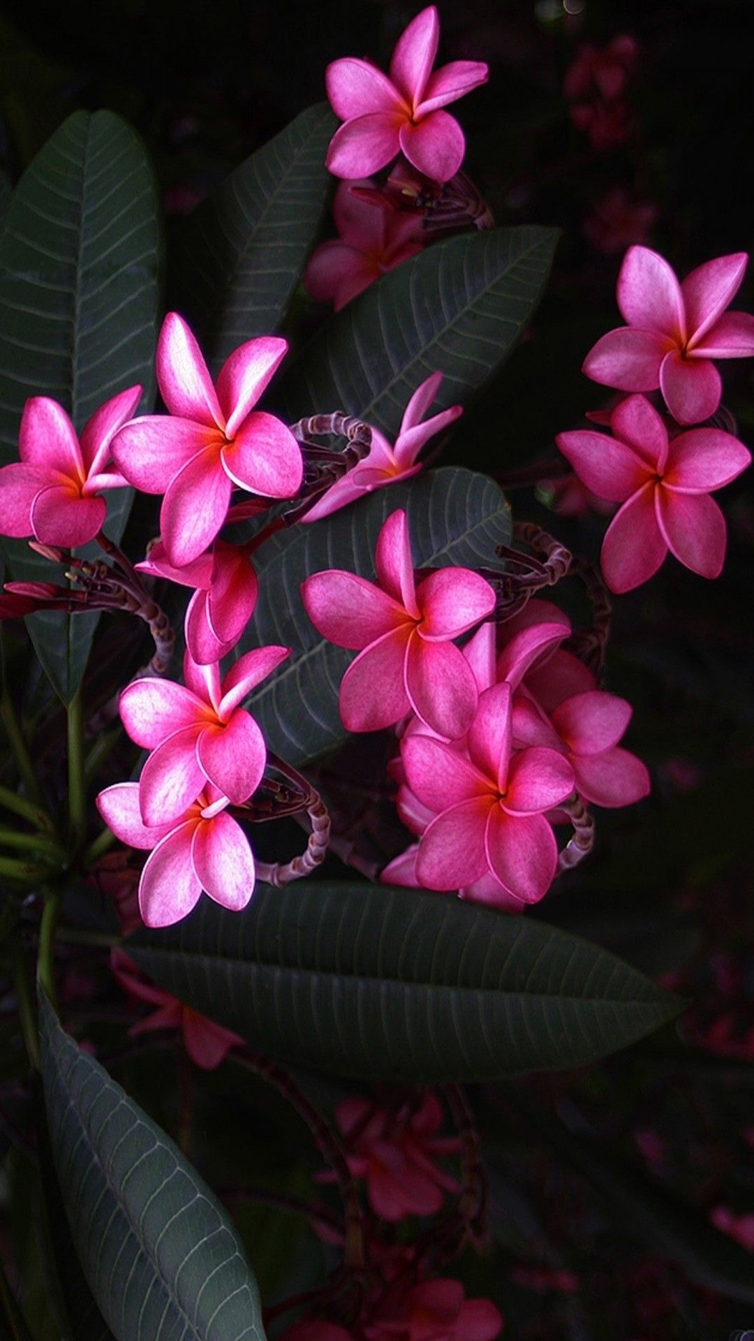 Pink plumeria flowers, Plumeria rubra blossoms, Dark tropical foliage, Full HD Phone wallpaper