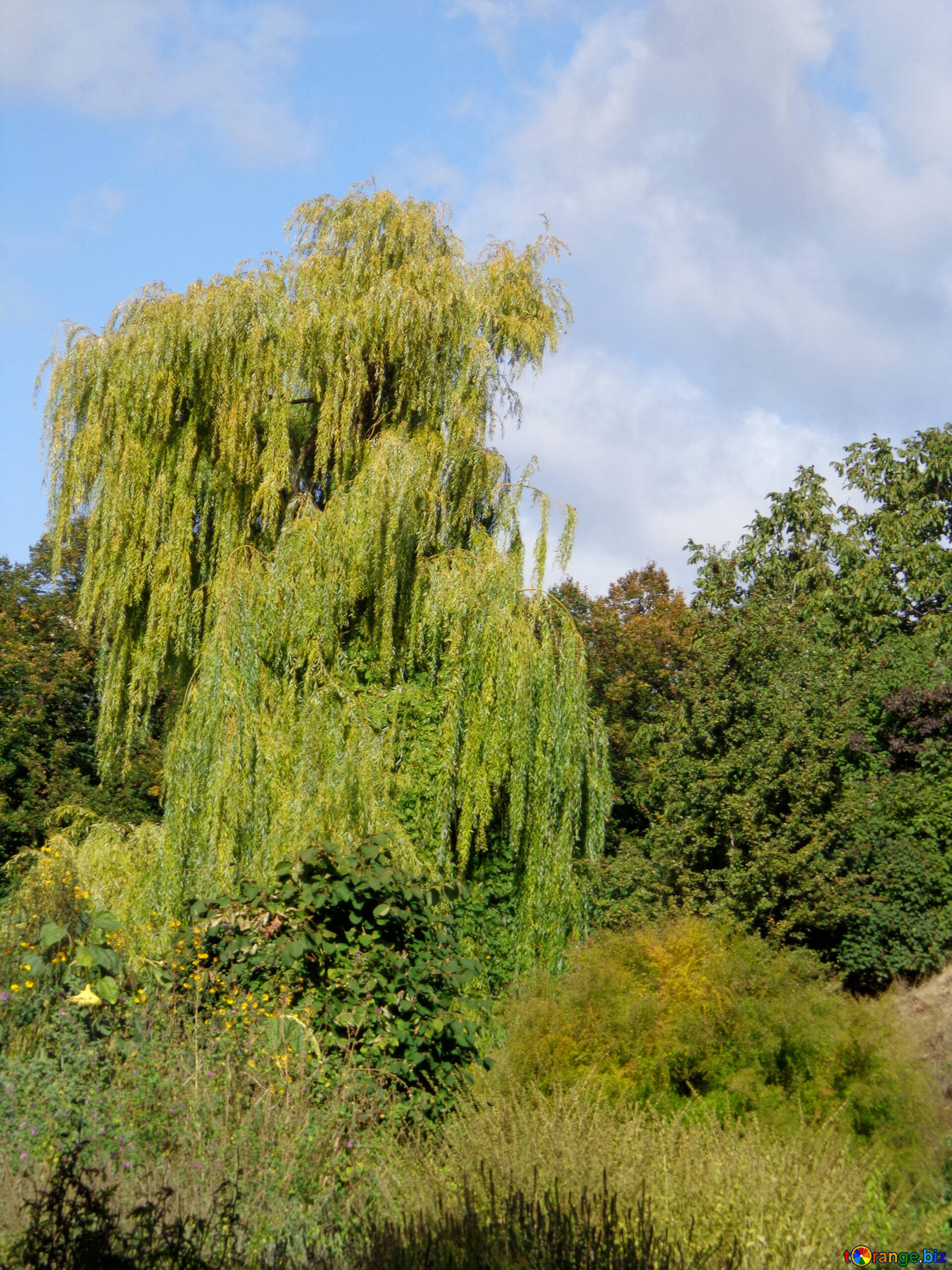 Weeping Golden, Willow Tree Wallpaper, 1920x2560 HD Phone