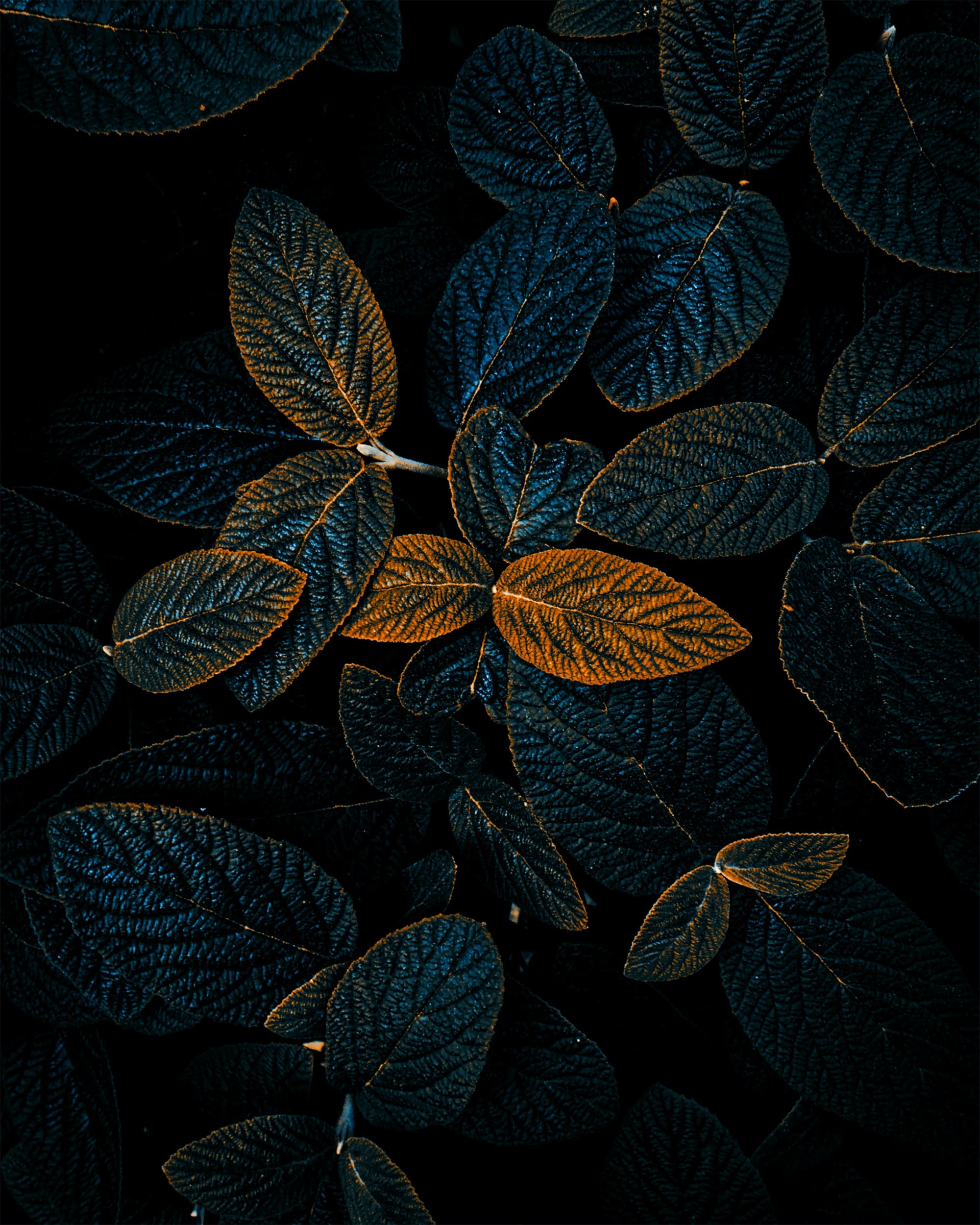 Leaves, Android Wallpaper, 2000x2500 HD Phone