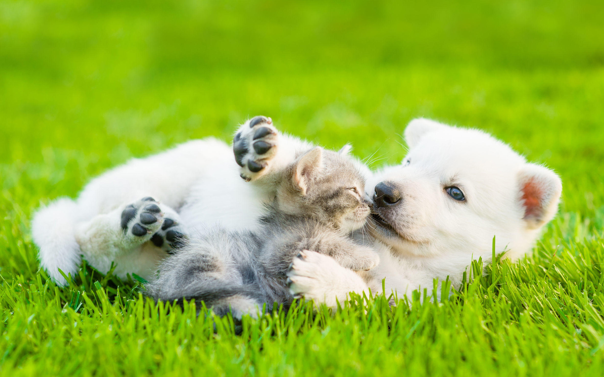 Pets, Samoyed, American Bobtail, Friendship concept, 2560x1600 HD Desktop