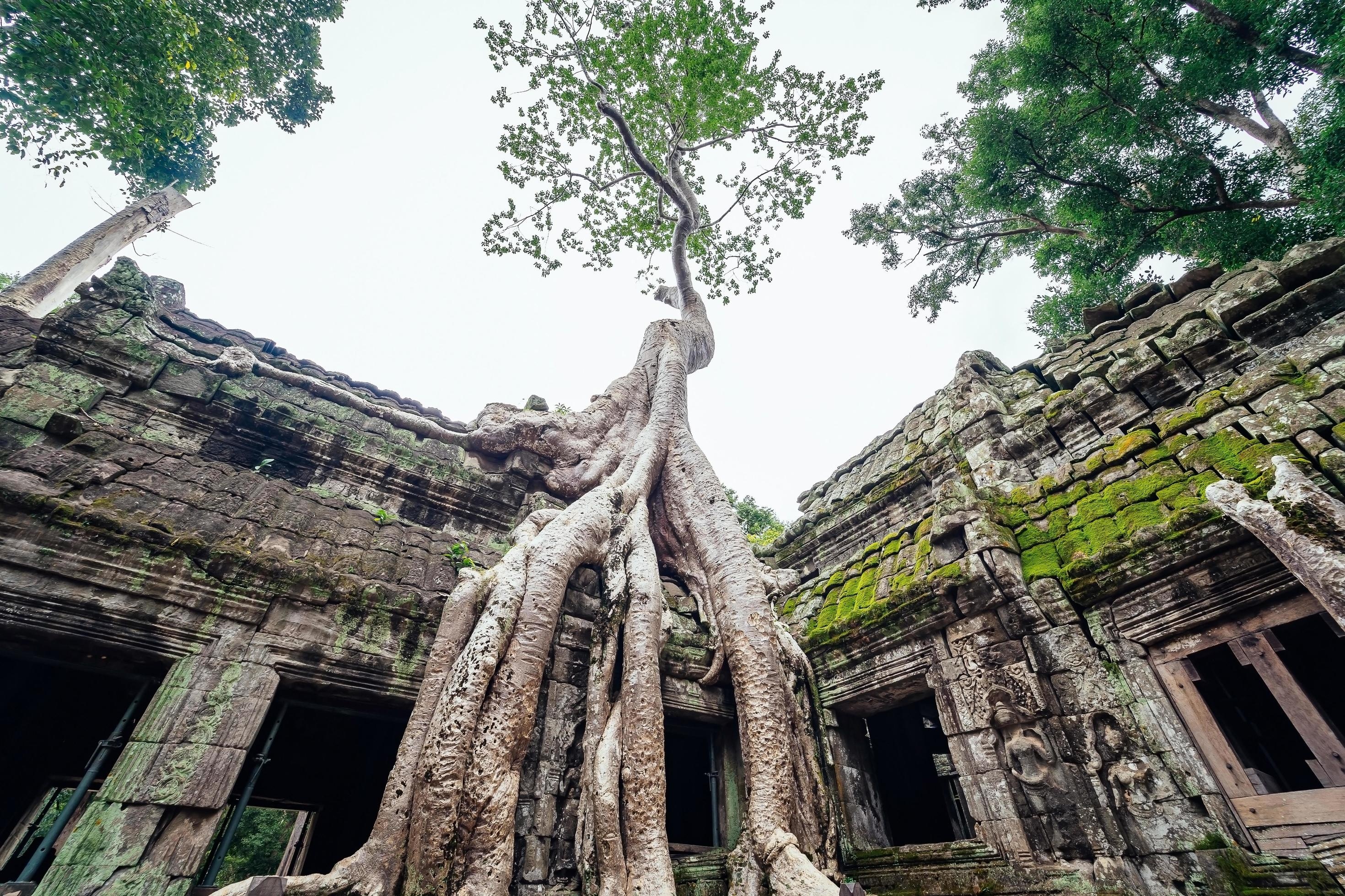 Angkor: Siem Reap, Ta Prohm temple, Overgrown beauty, Cambodian heritage, 2940x1960 HD Desktop