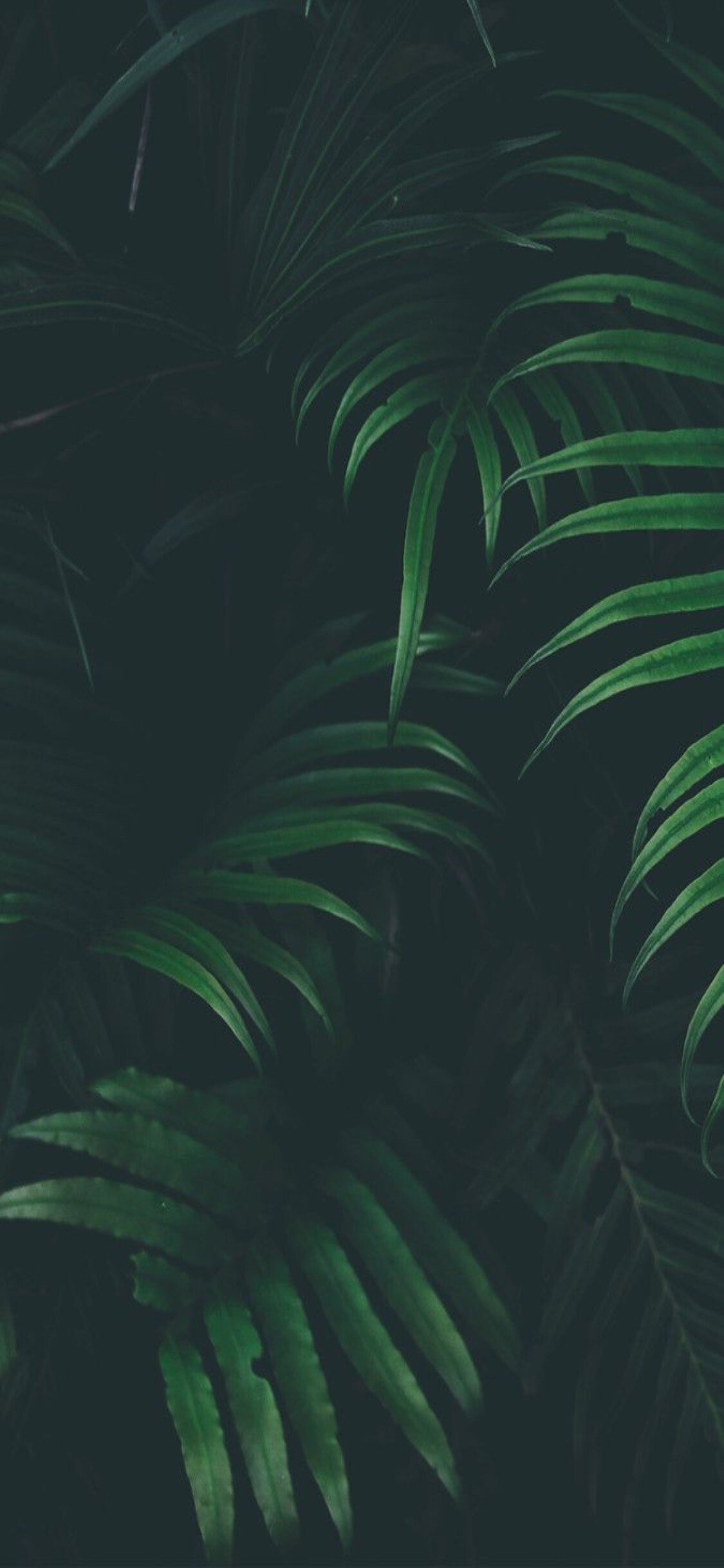iPhone X wallpaper, Tropical jungle, Desktop collection, Stunning images, 1130x2440 HD Phone
