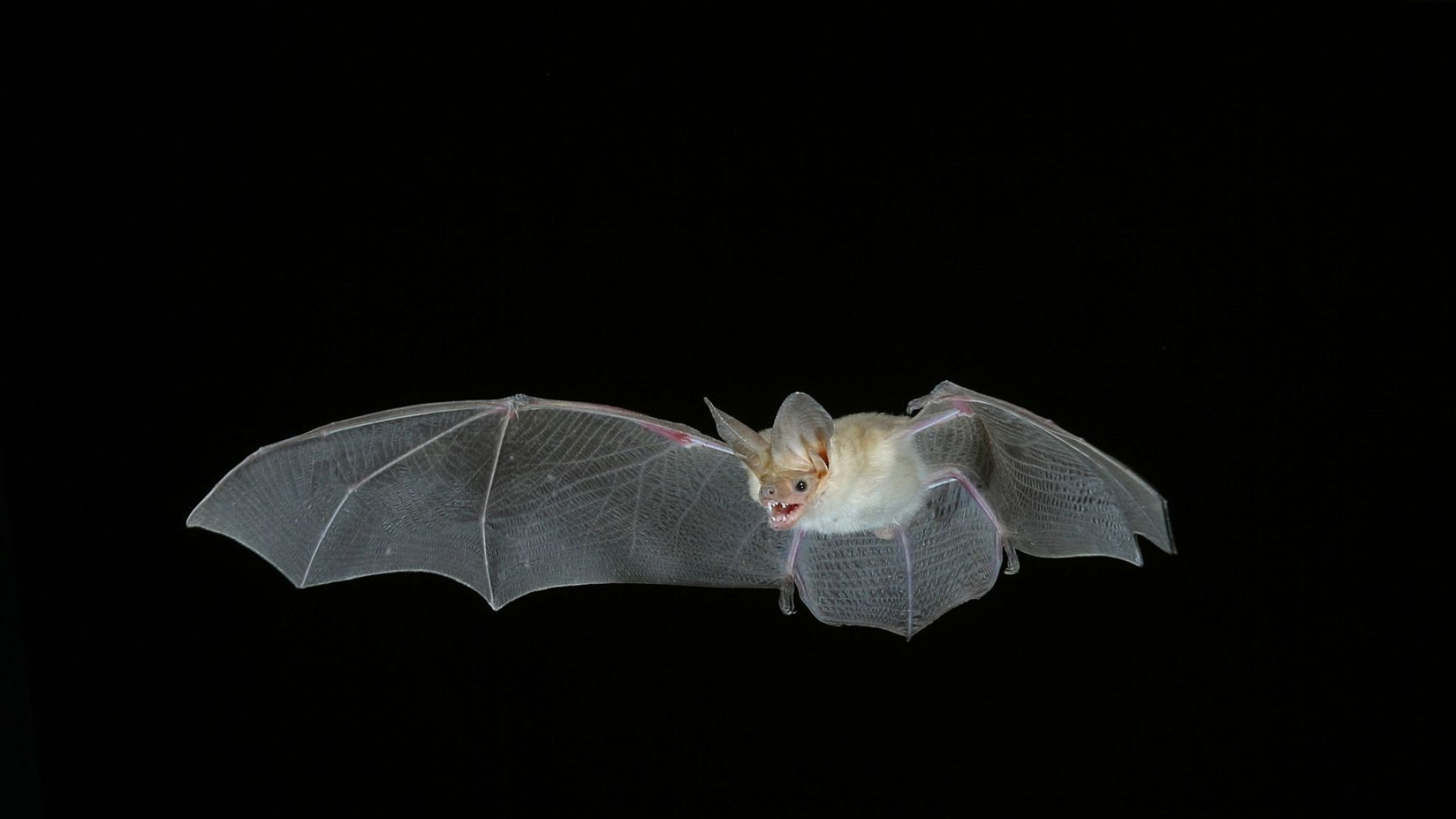 Pallid, Bats Wallpaper, 1920x1080 Full HD Desktop