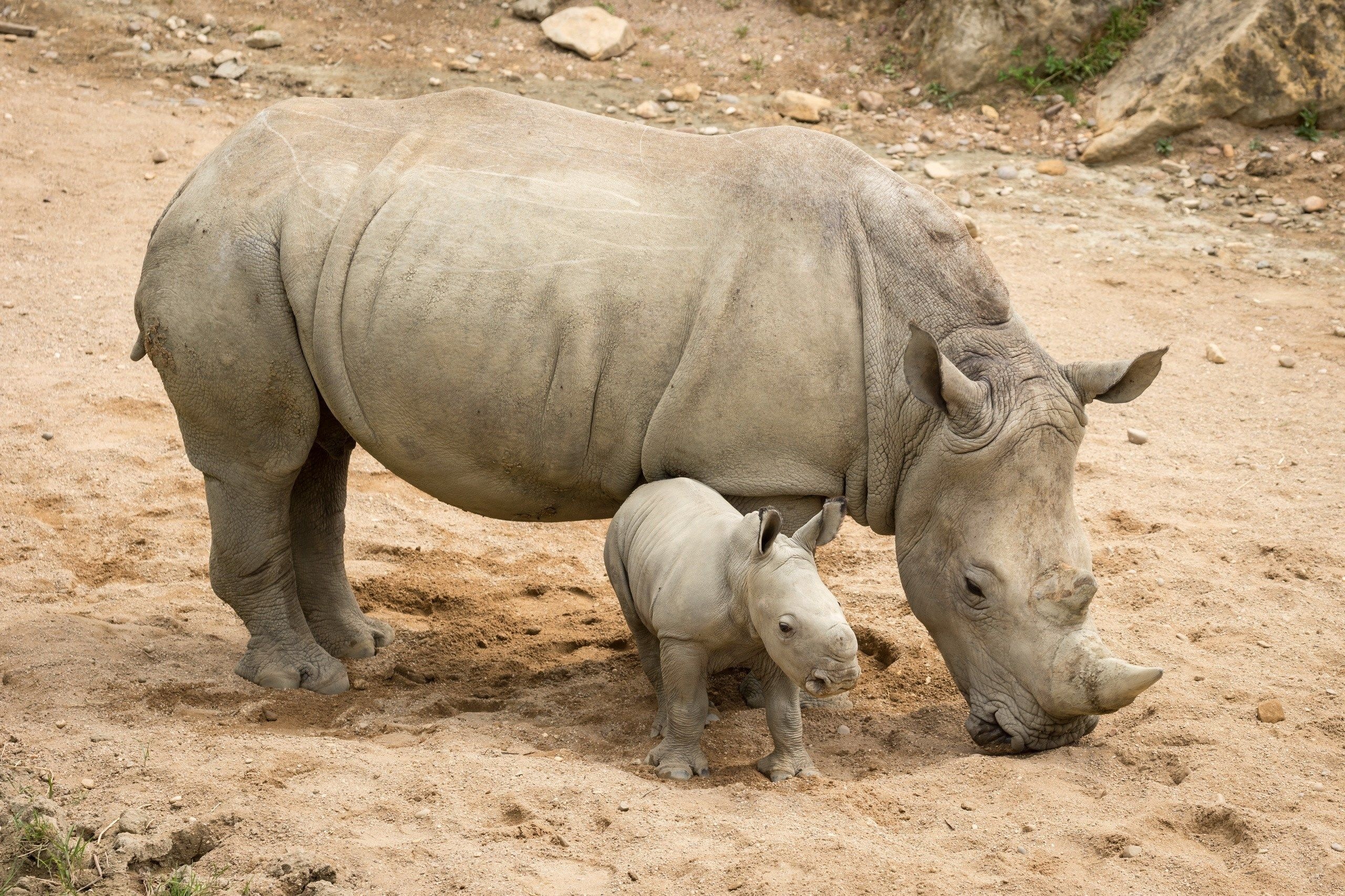 Desktop rhino, Dazzling pictures, Animal kingdom wonders, Tranquil scenes, 2560x1710 HD Desktop