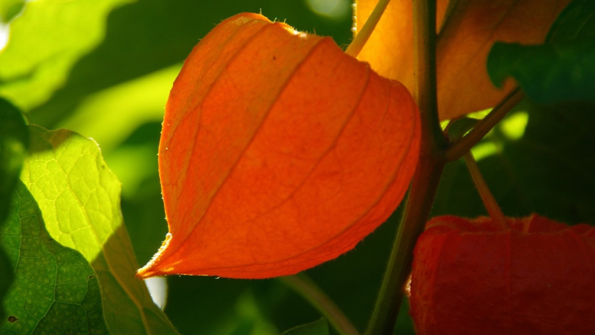 Physalis, Alkekengi species, Beautiful shrub, Seasonal decorations, 1920x1080 Full HD Desktop