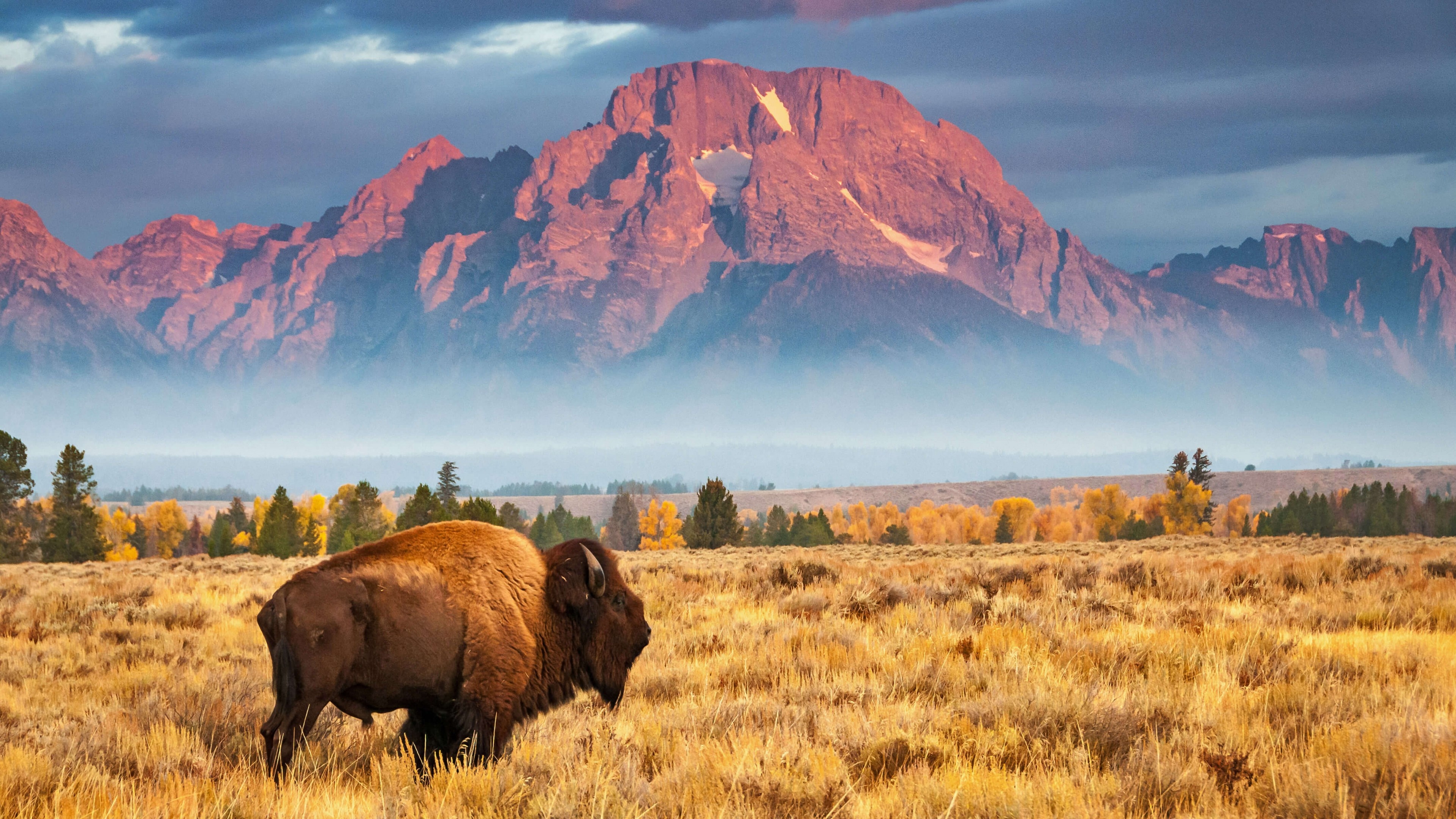 Bison, USA, Bing Microsoft, 4K, 3840x2160 4K Desktop