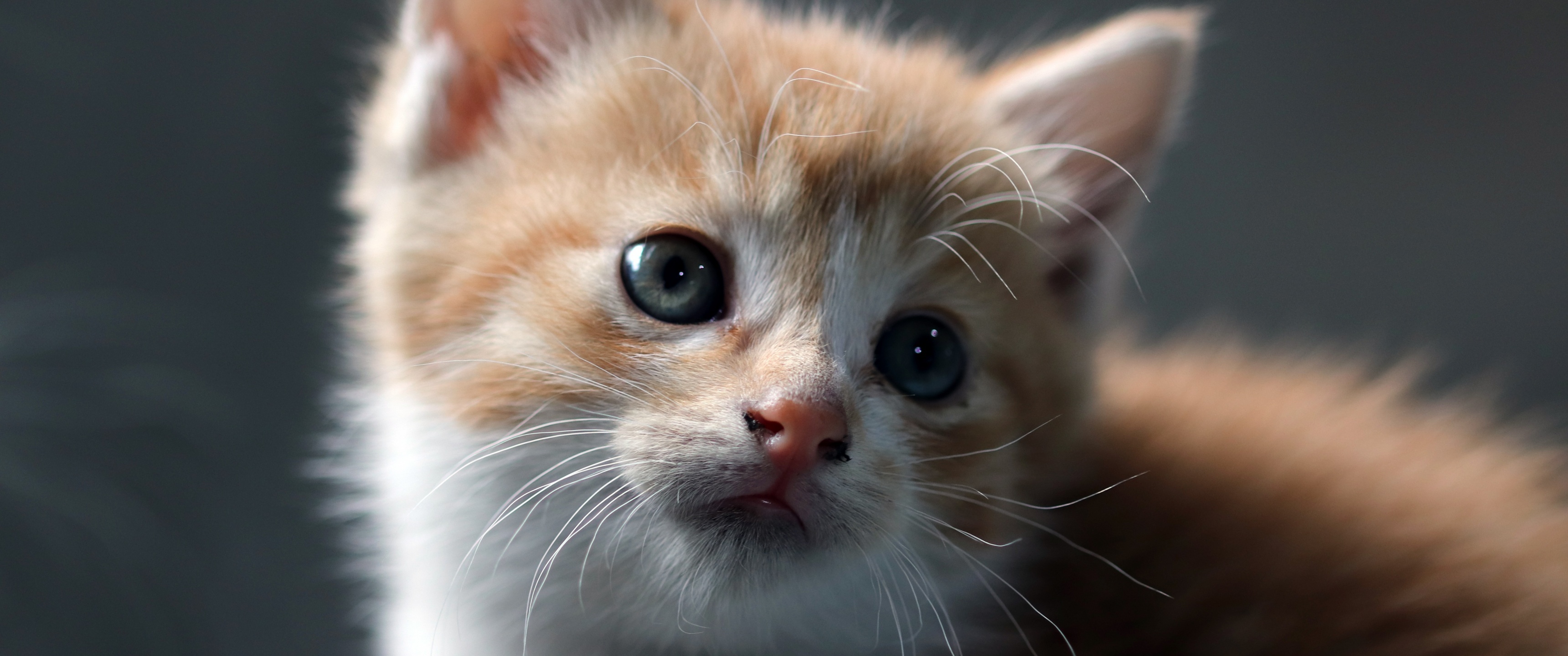 orange and white kitten, kitten whiskers and nose, shallow depth of field, Dual Screen Desktop wallpaper