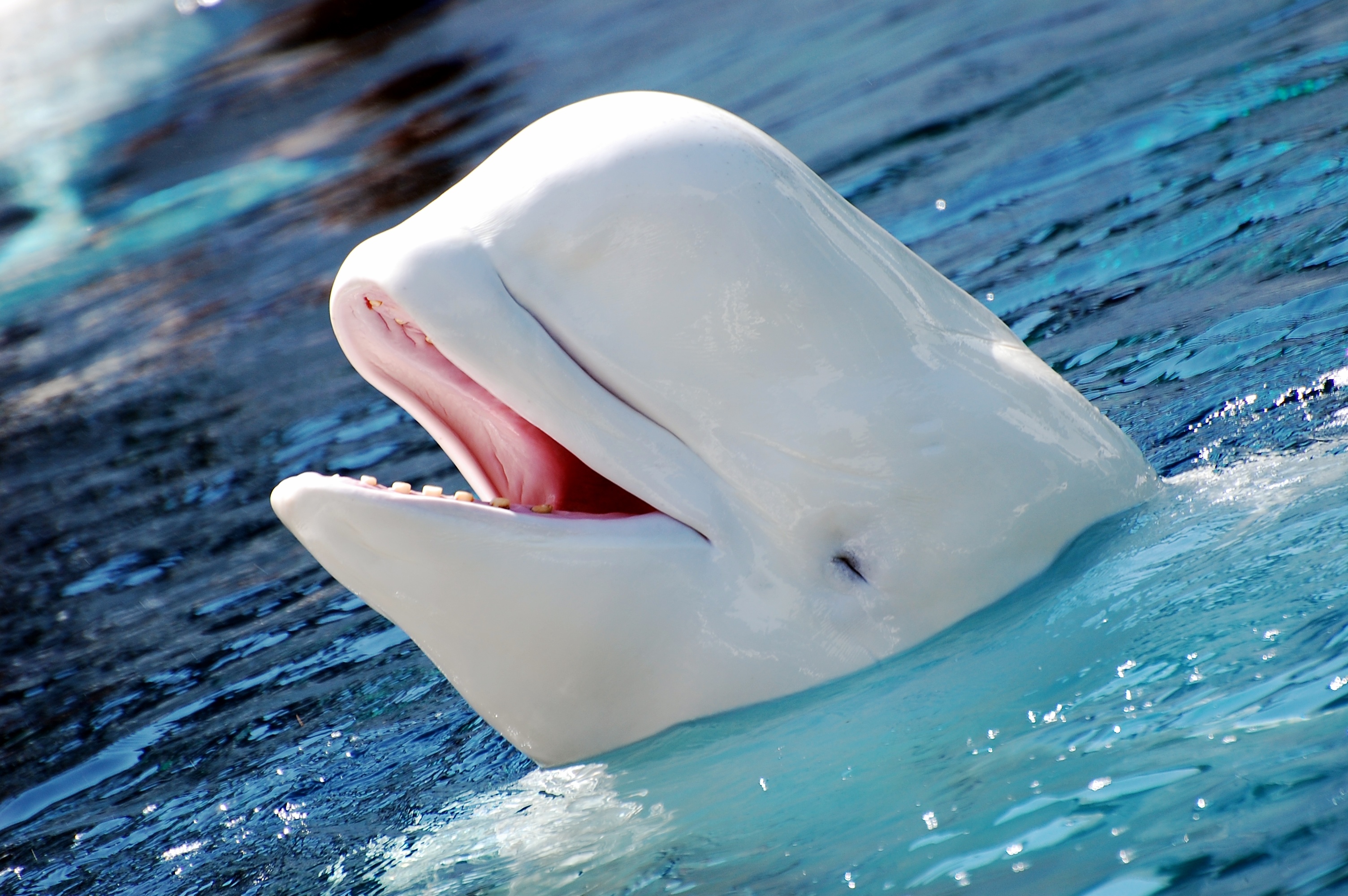 Beluga Whale, Animal HQ, 4K wallpapers, Stunning pictures, 3010x2000 HD Desktop