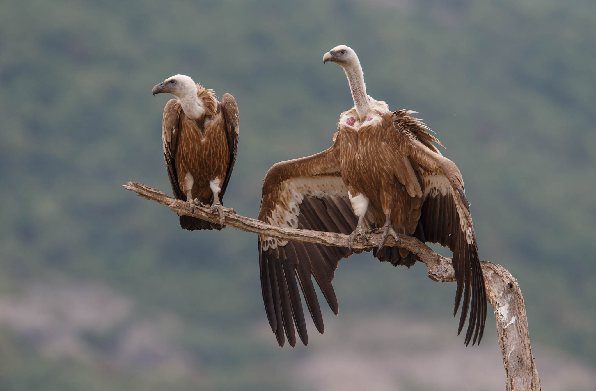 Rhodope mountains rewilding, Vulture breeding triumph, Habitat preservation, Ecological success, 2050x1350 HD Desktop