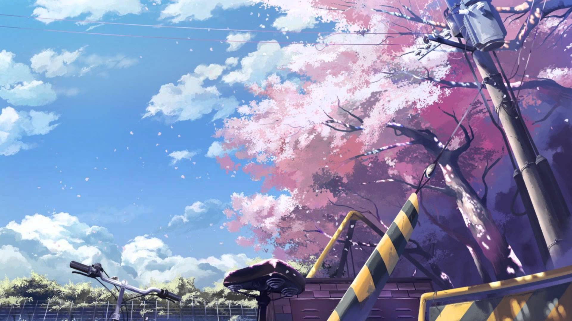 Blooming cherry blossom tree, Utility pole and powerlines, Bicycle handlebar and saddle, Full HD Desktop wallpaper