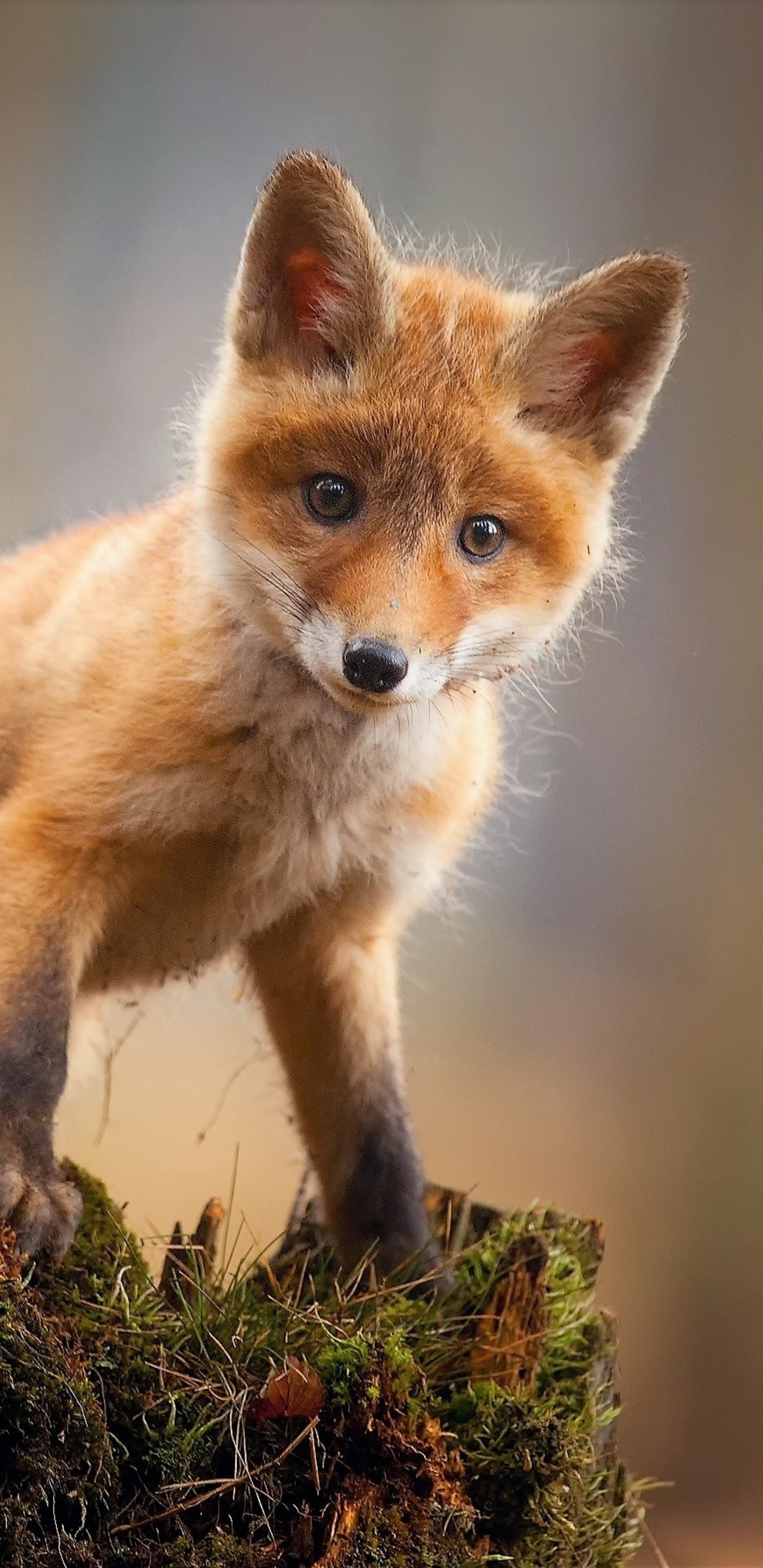 Red fox kit, Moss-covered tree stump, Warm blurred background, HD Phone wallpaper