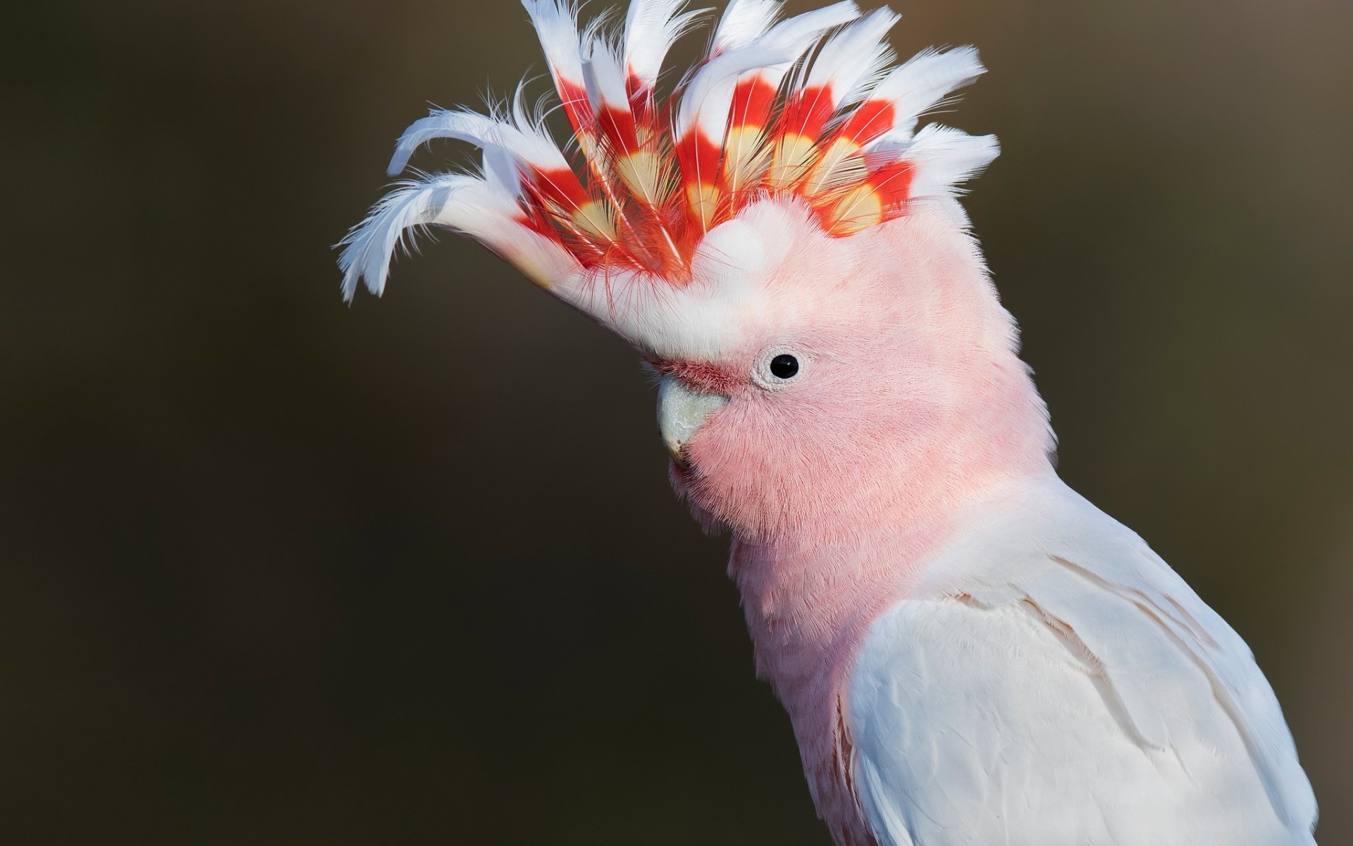 Leadbeater's cockatoo, Mitchell's cockatoo, Pink parrot, Beautiful bird, 1920x1200 HD Desktop