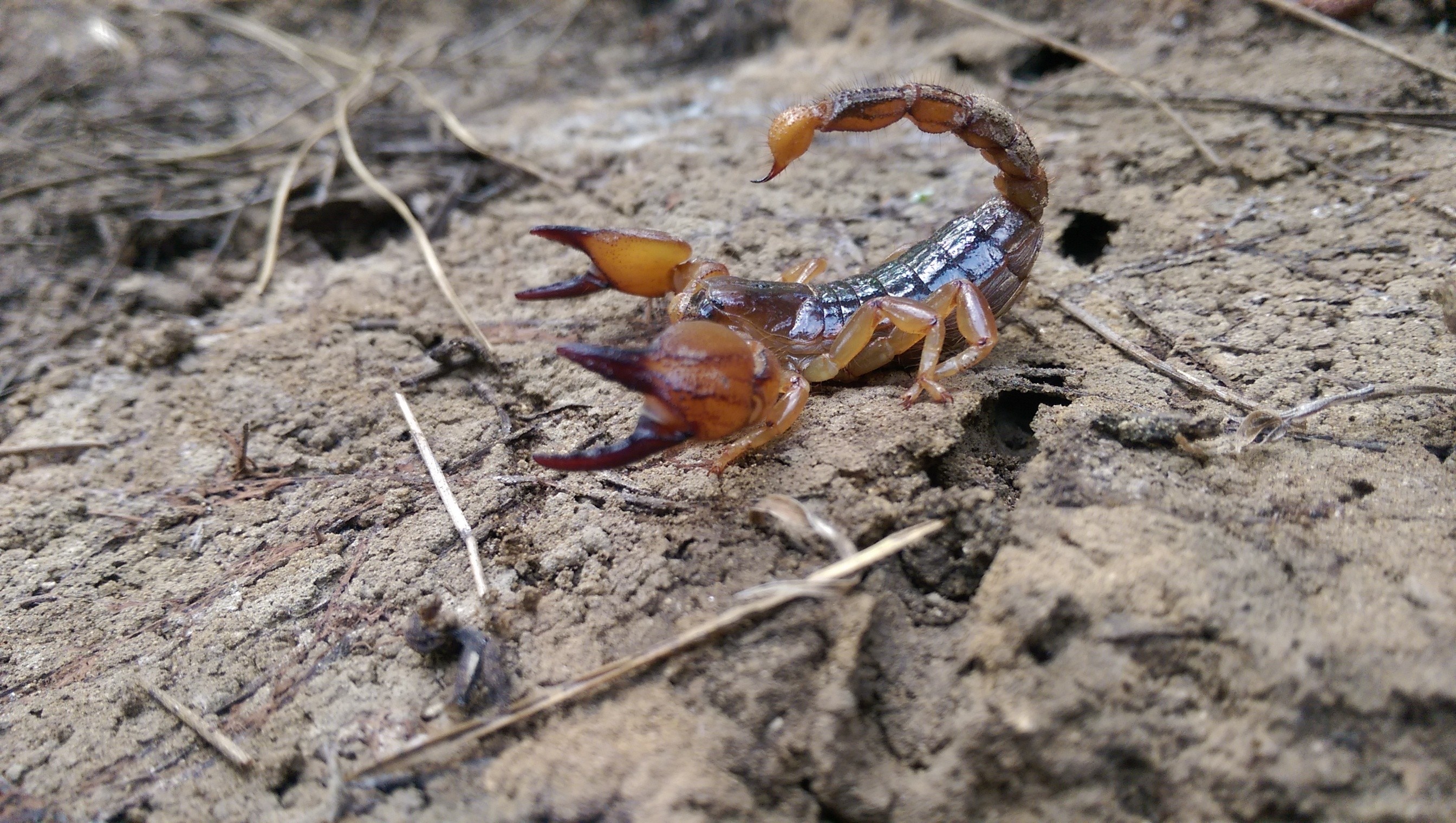 The burrowing, Scorpions Wallpaper, 2690x1520 HD Desktop