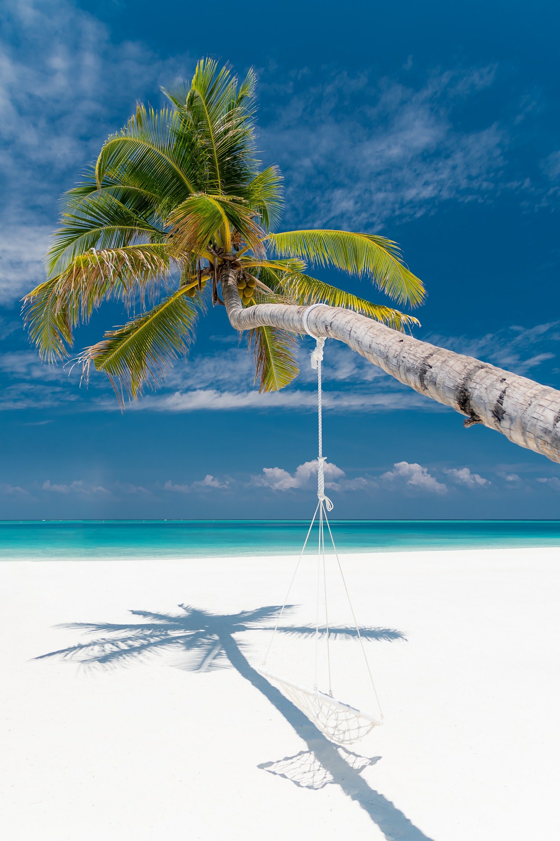 Palm tree, Summer Wallpaper, 1840x2750 HD Phone