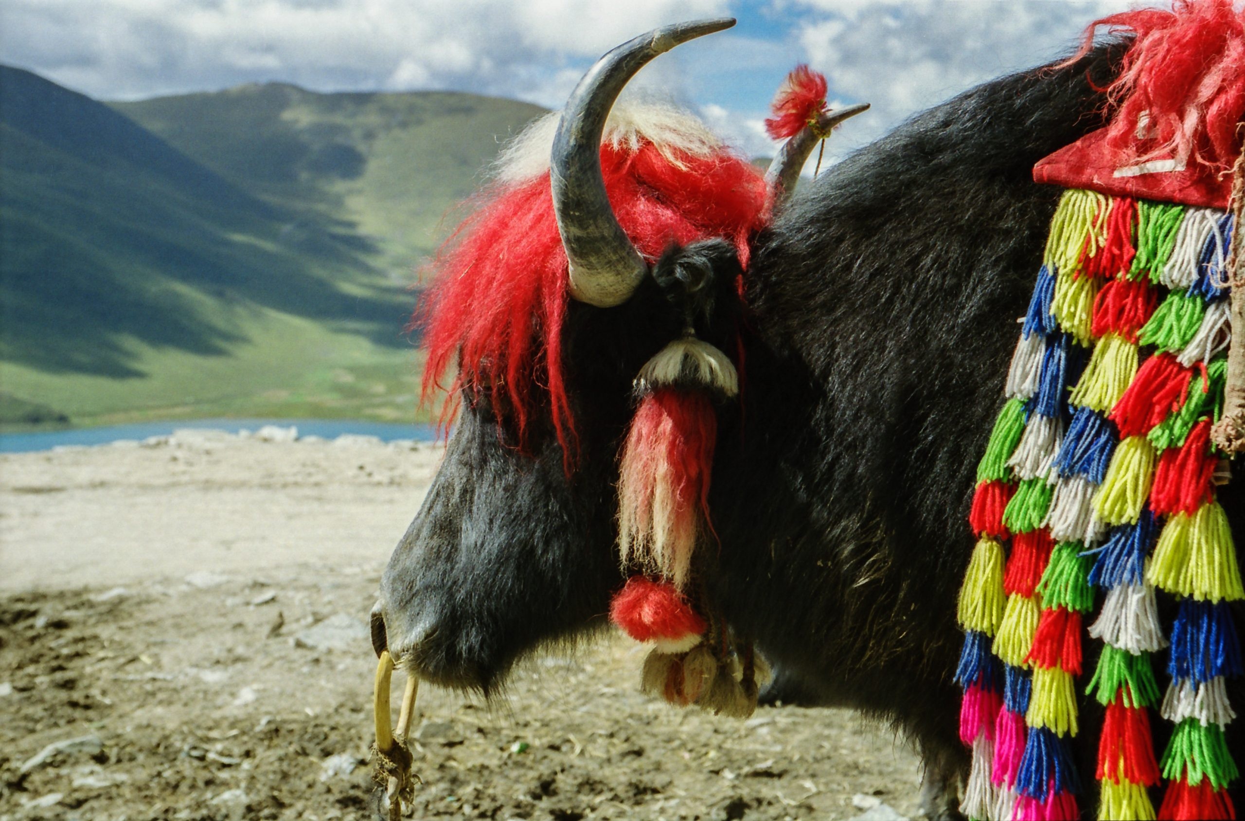 Yak, Asian allure, Cultural treasures, Stunning photography, 2560x1690 HD Desktop