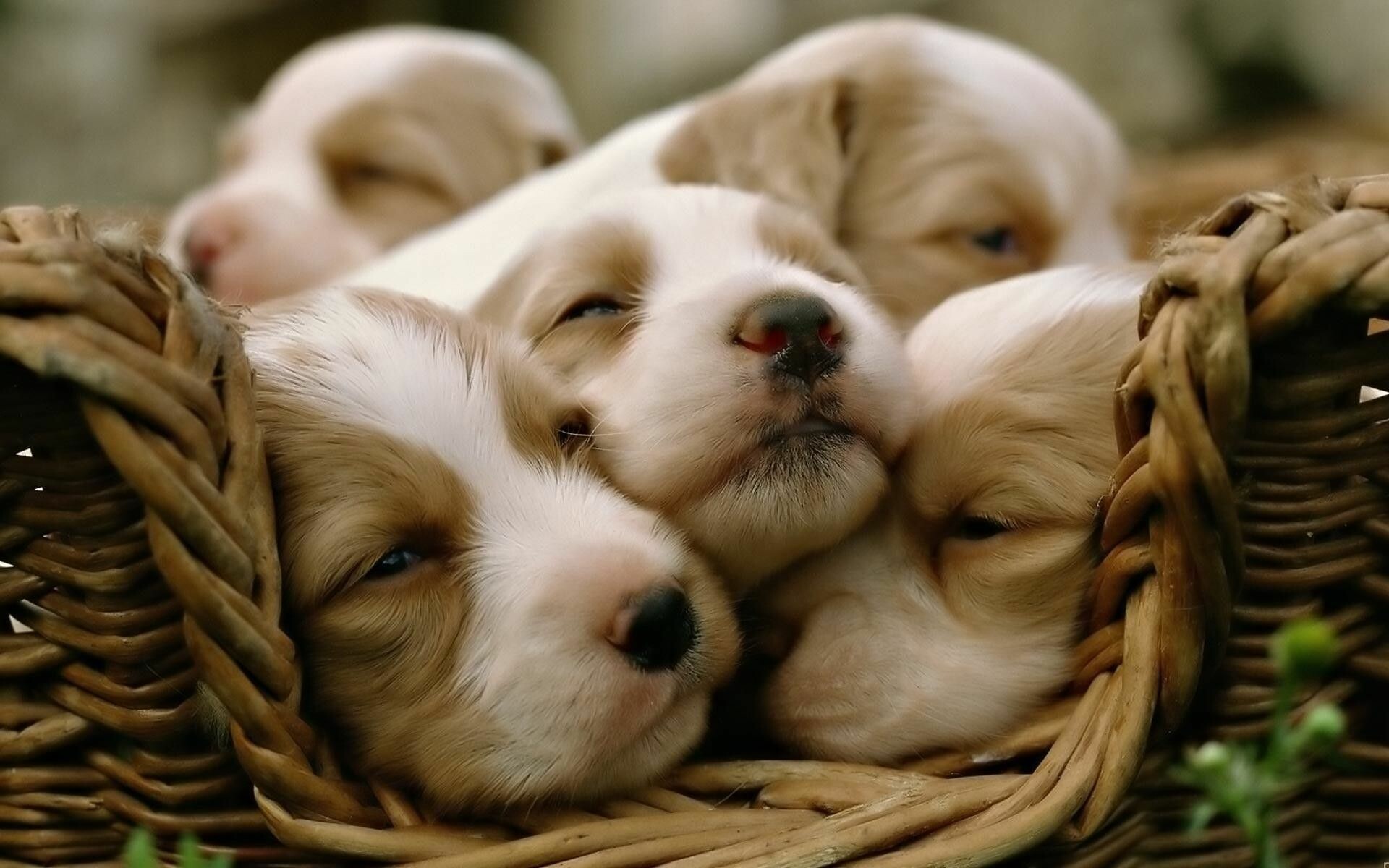 Endearing puppy desktop wallpapers, Desktop cuteness, 1920x1200 HD Desktop