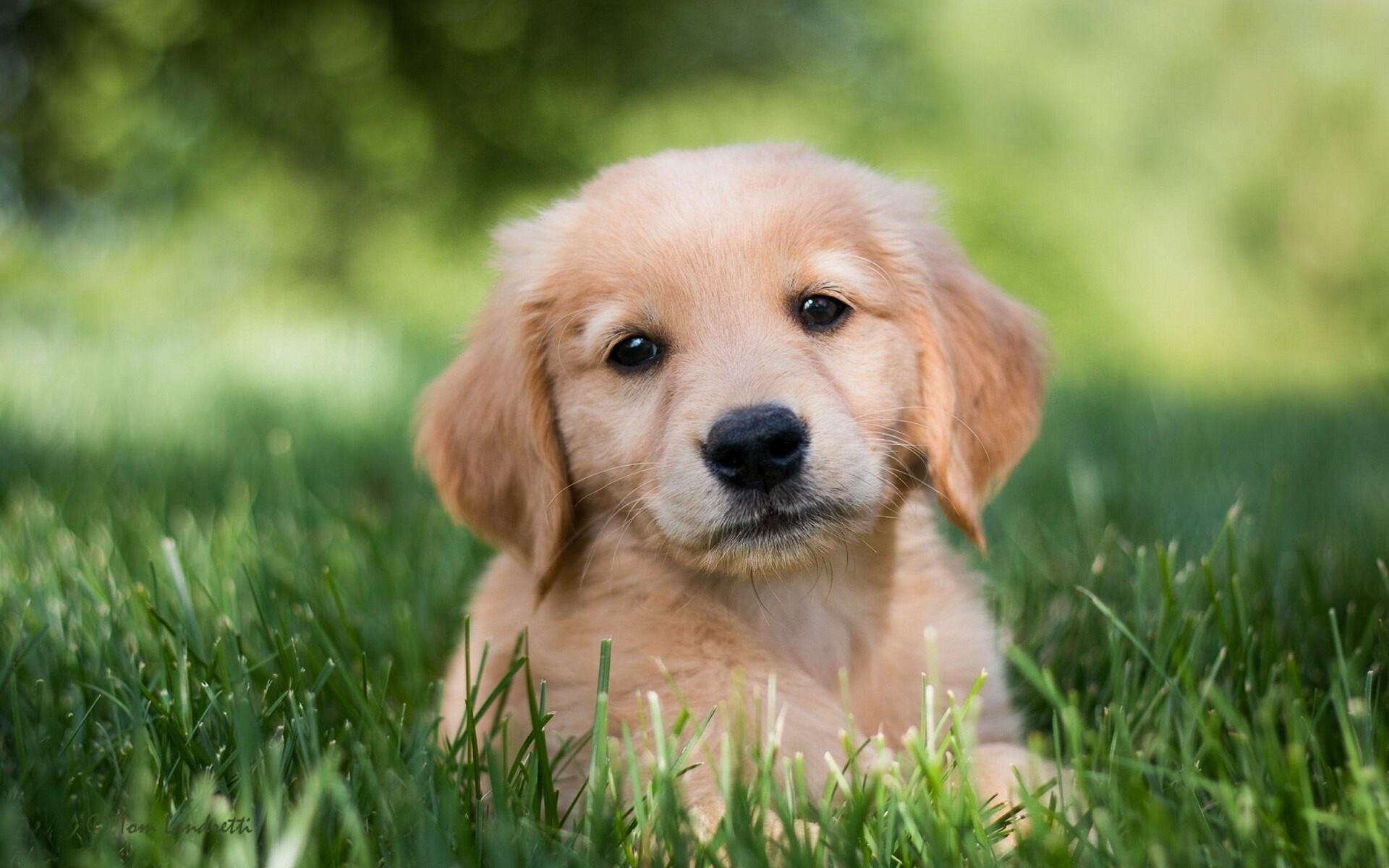 Cute golden retriever, Adorable puppy, Happy expression, Playful nature, 1920x1200 HD Desktop