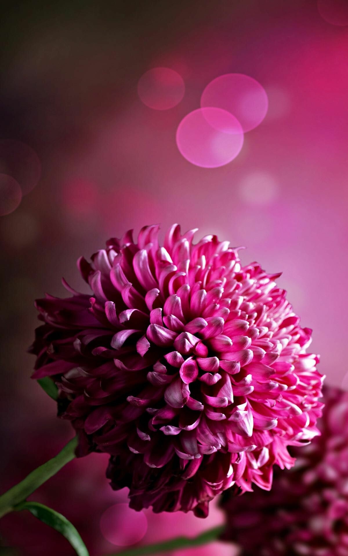 Dark pink chrysanthemum, iPhone wallpaper, Purple flowers, Best flower, 1200x1920 HD Phone