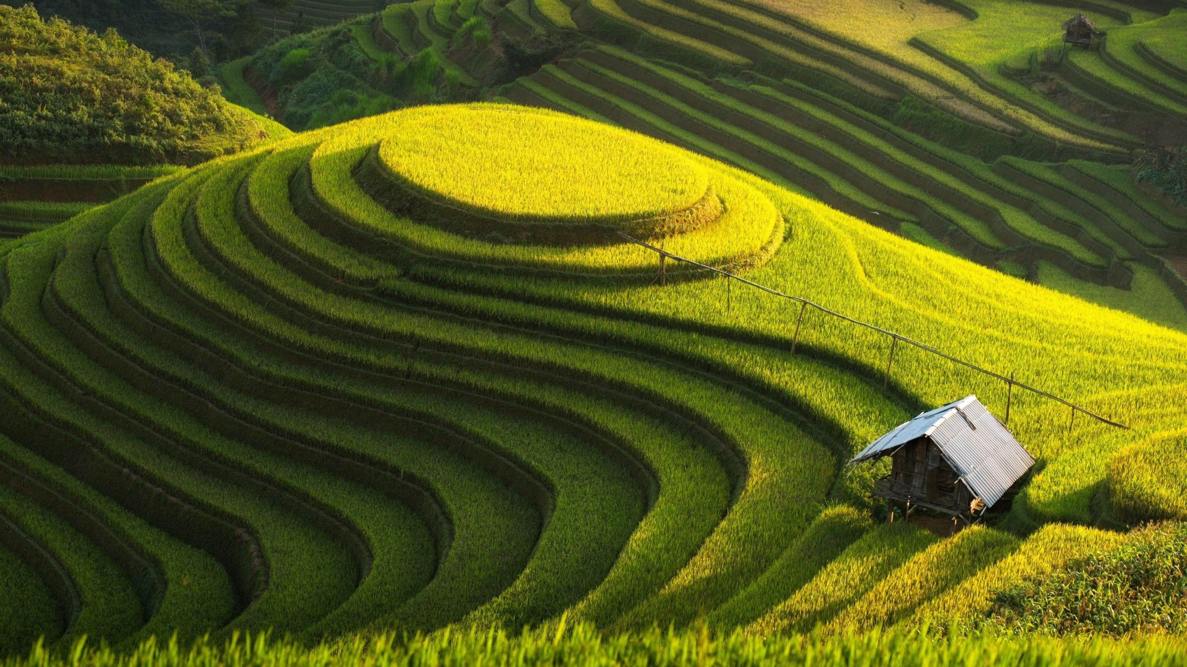 Vietnam rice fields, Terraced landscapes, Green farm cottage, Nature beauty, 3840x2160 4K Desktop